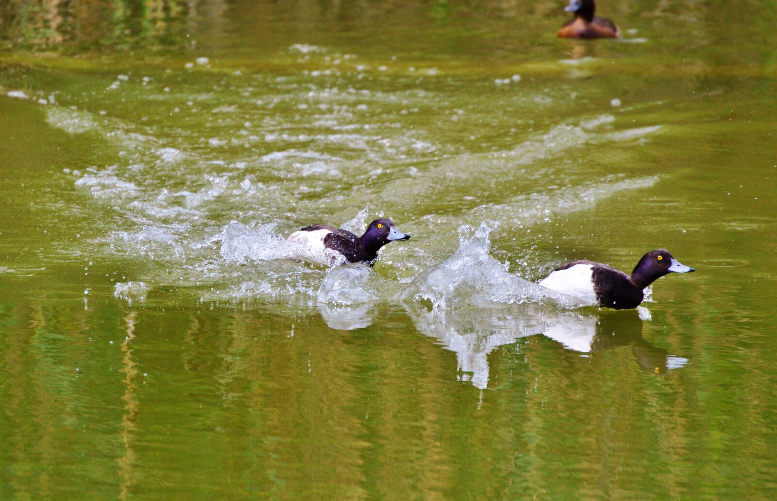 Nikon D3200 sample photo. Duck, water bird, row photography