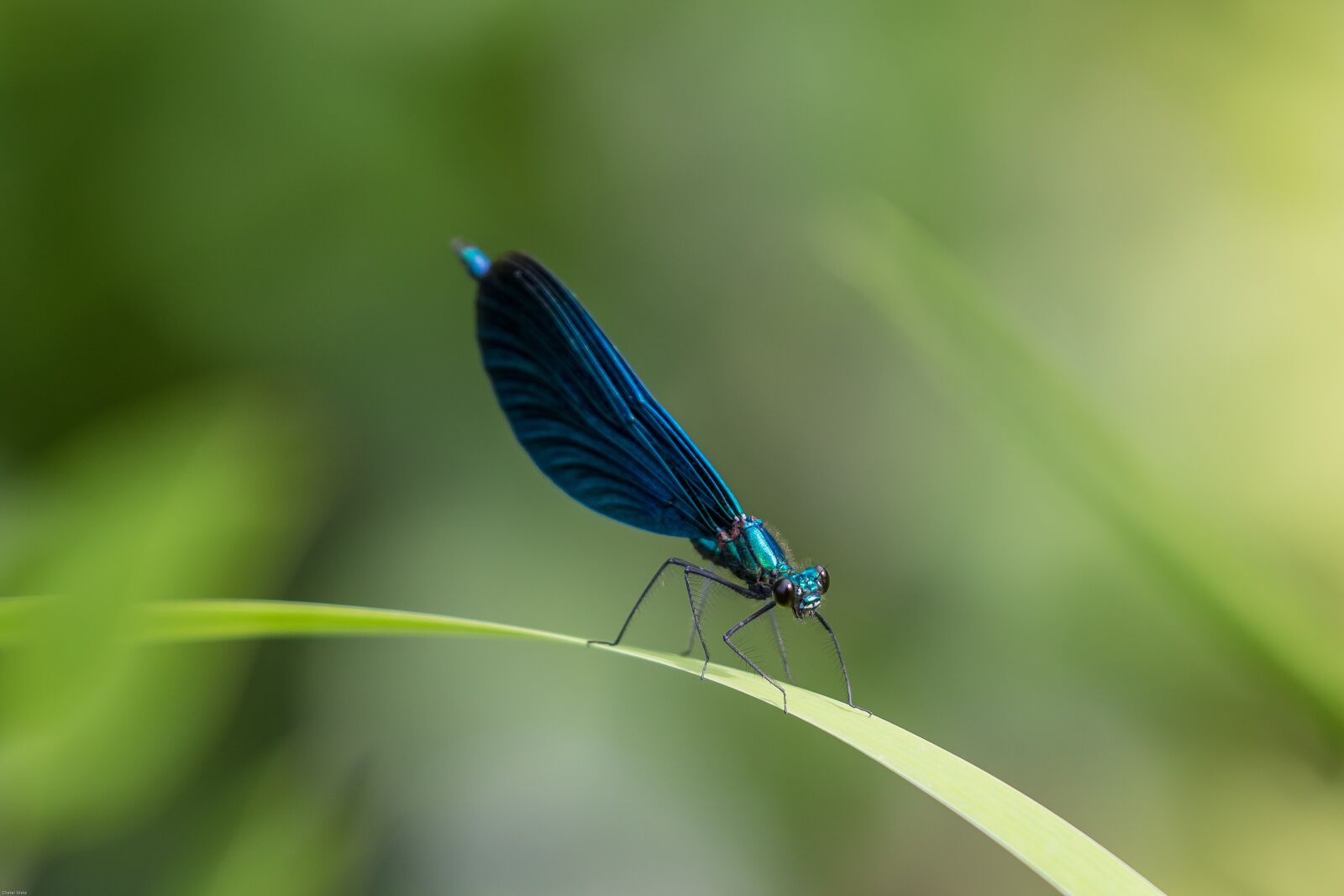 Canon EOS 7D Mark II sample photo. Dragonfly, demoiselle, blue dragonfly photography