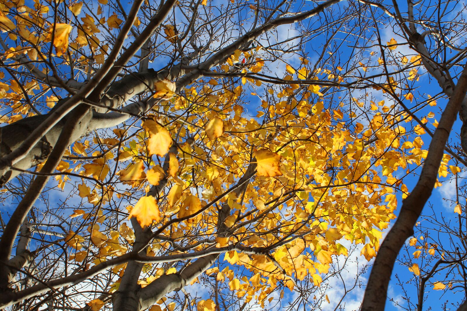 Canon EOS 600D (Rebel EOS T3i / EOS Kiss X5) sample photo. Trees, autumn, sky photography