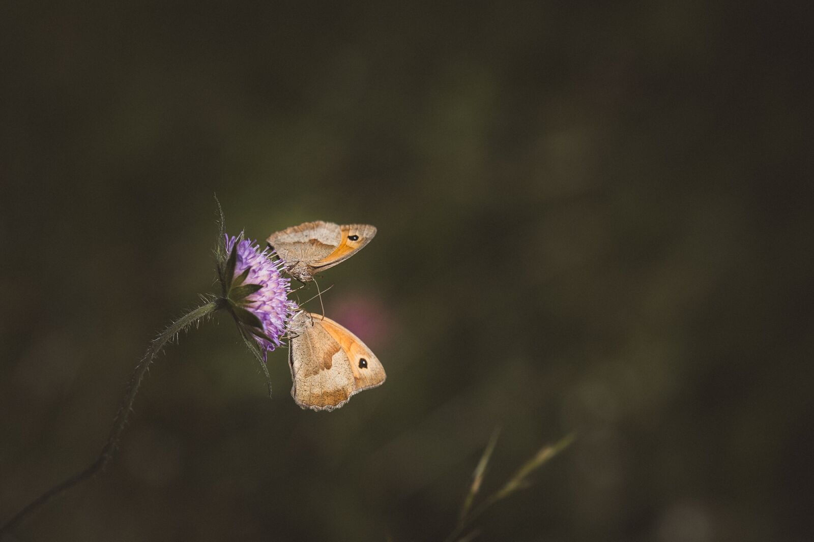 Nikon D7100 sample photo. Meadow brown, butterfly, flight photography
