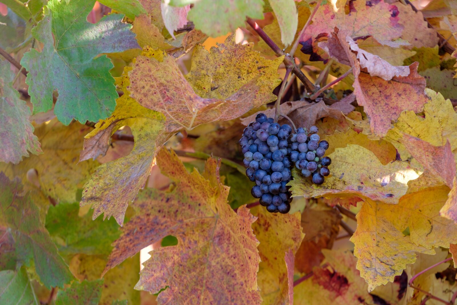 Fujifilm XF 55-200mm F3.5-4.8 R LM OIS sample photo. Autumn, leaves, grapes photography