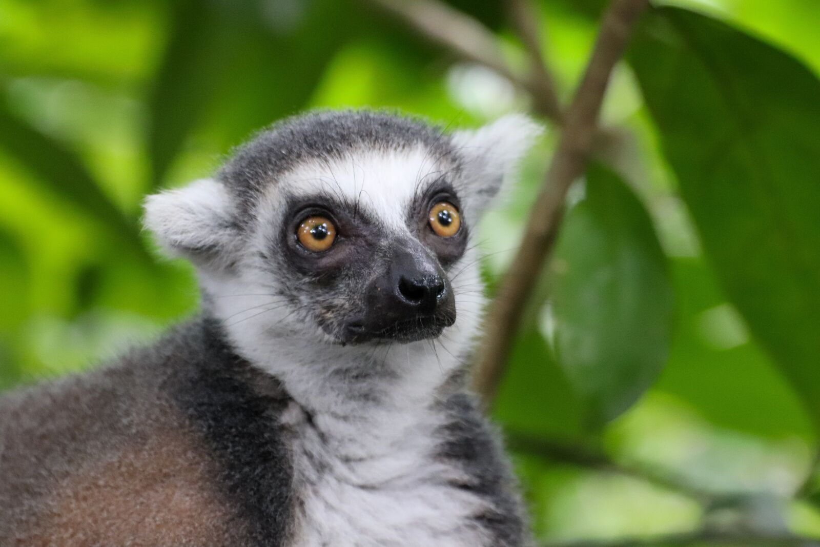 Canon EOS 800D (EOS Rebel T7i / EOS Kiss X9i) sample photo. Ring tailed lemur, monkey photography
