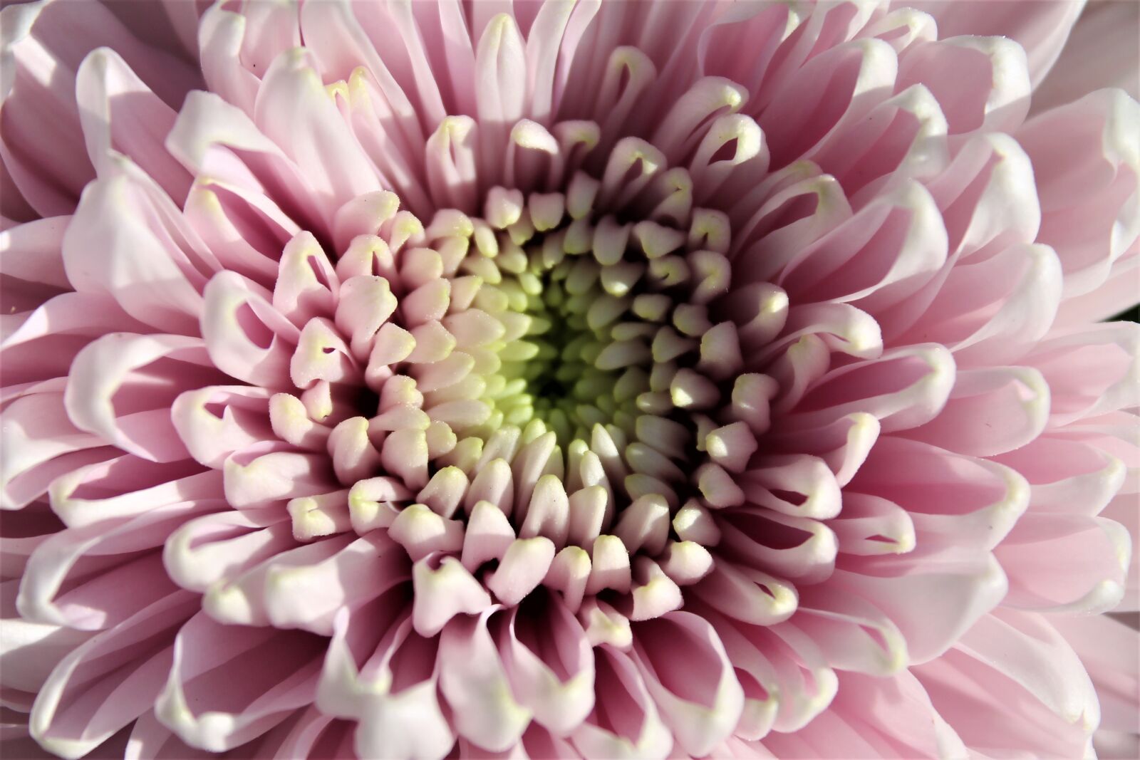 Canon EOS 1100D (EOS Rebel T3 / EOS Kiss X50) sample photo. Dahlia, blossom, bloom photography