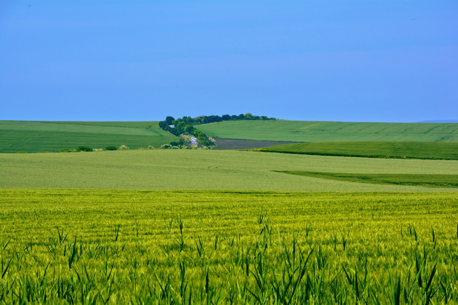 Nikon D5200 sample photo. Summer, blue sky, sun photography