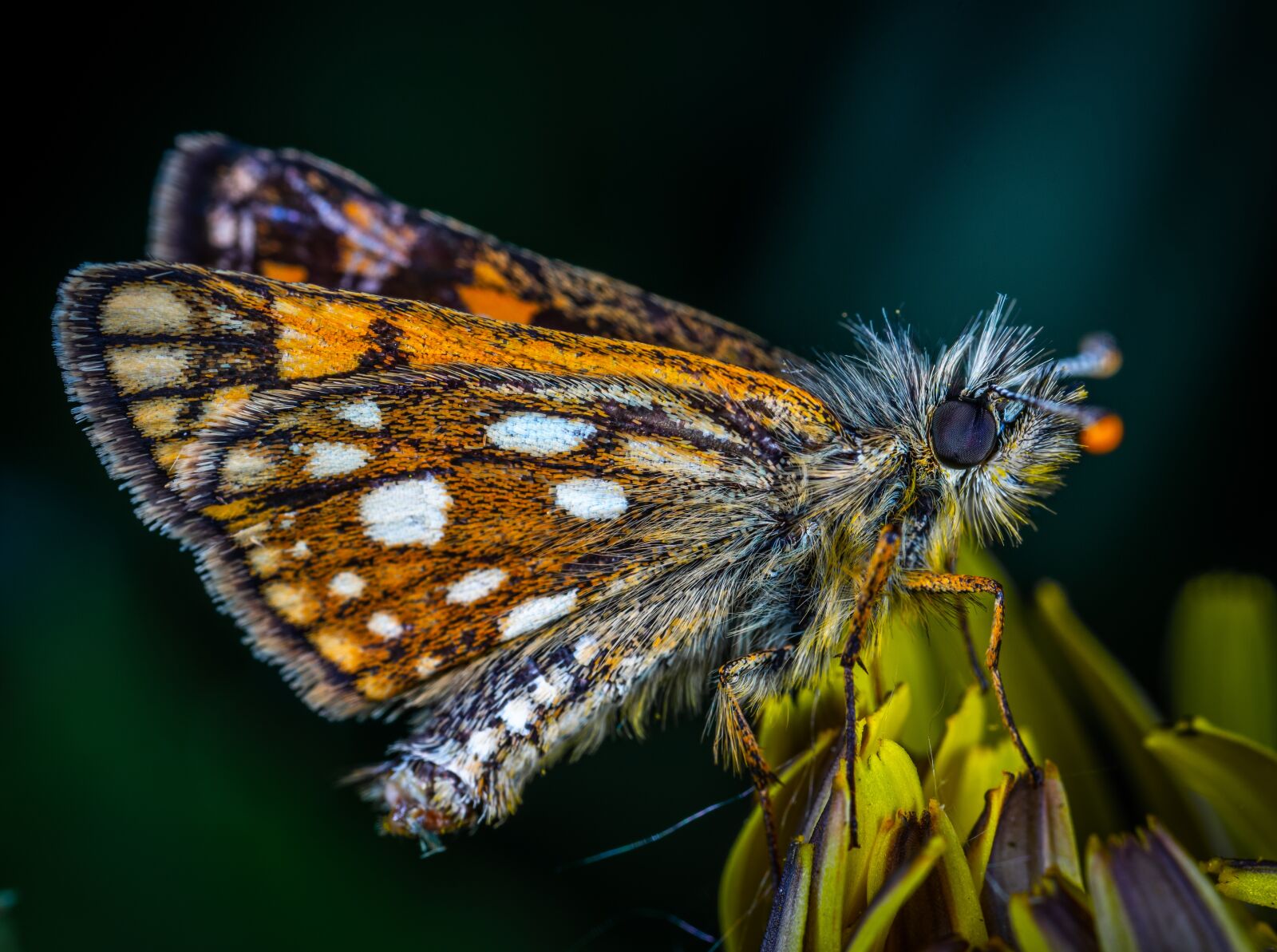 Sony a7R II sample photo. Butterfly, insect, skipper photography