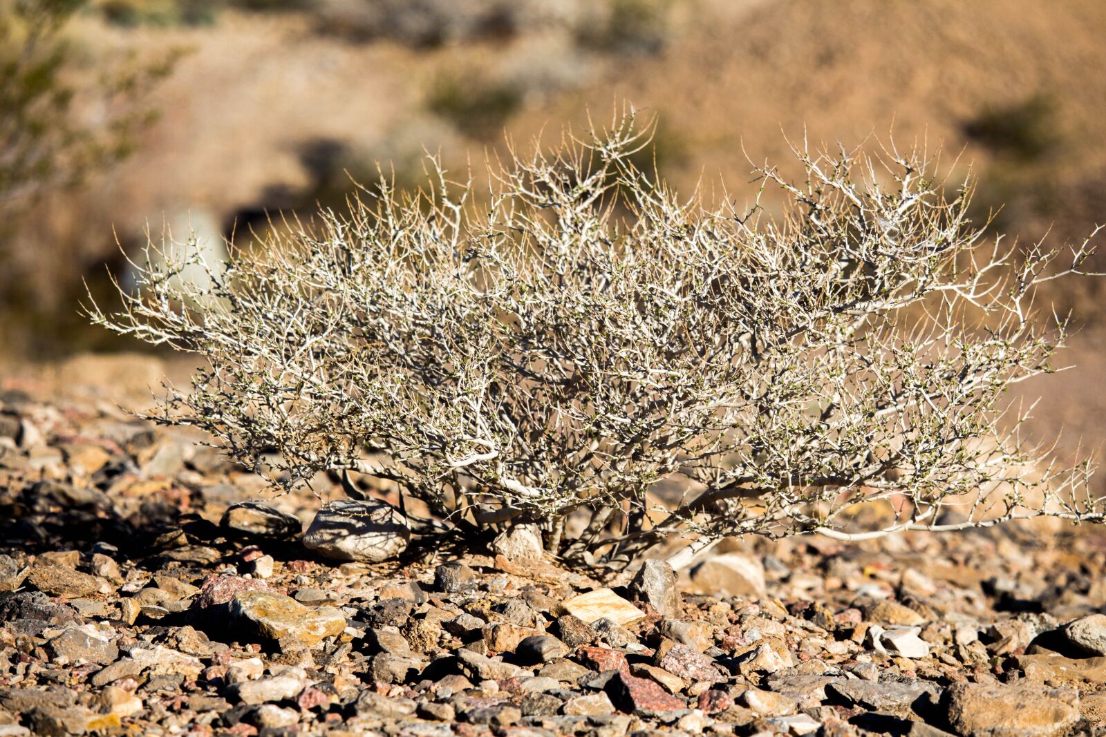 Canon EOS 700D (EOS Rebel T5i / EOS Kiss X7i) sample photo. Nature, dry, desert photography