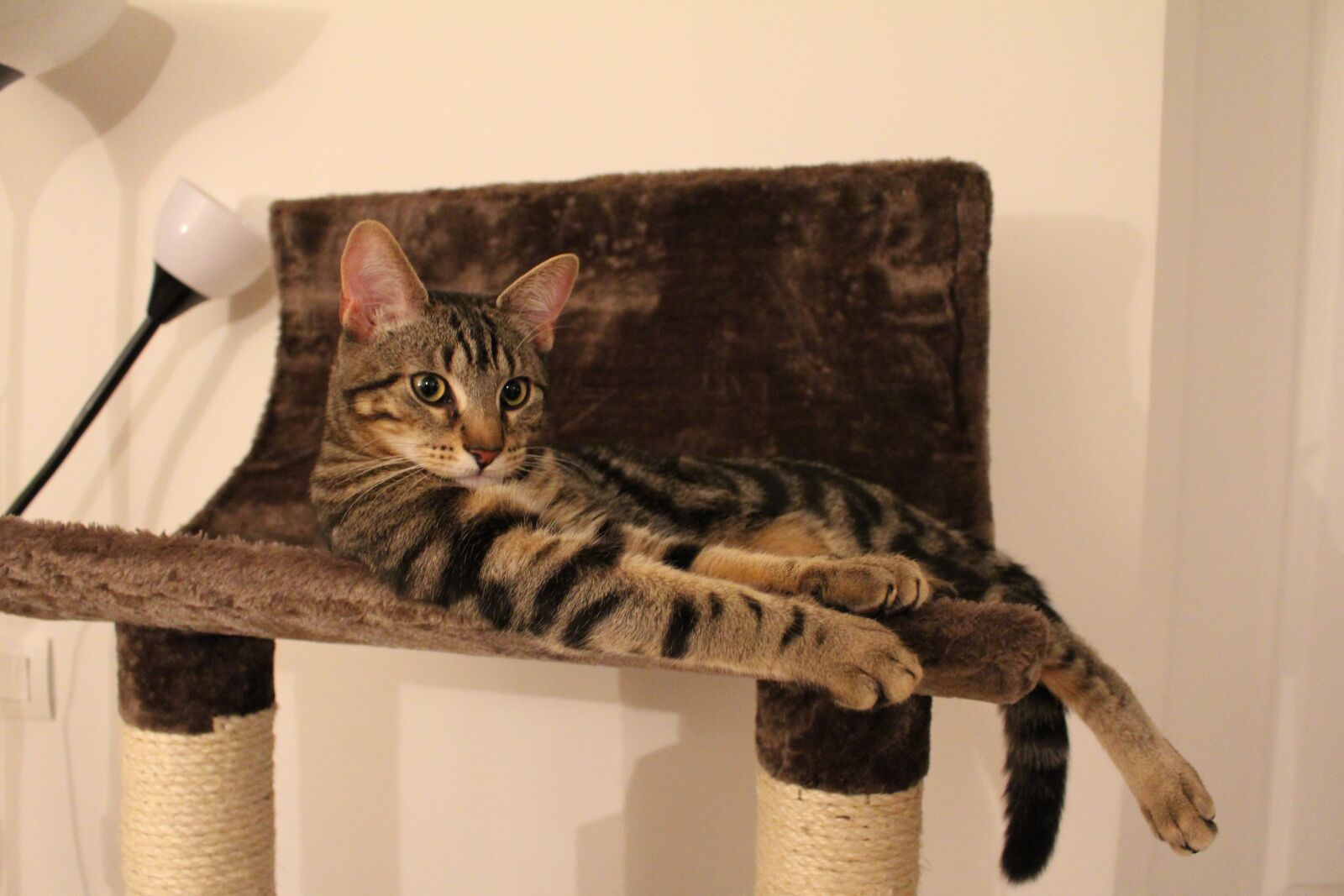 Canon EOS 700D (EOS Rebel T5i / EOS Kiss X7i) sample photo. Cat, tabby cat, kitten photography