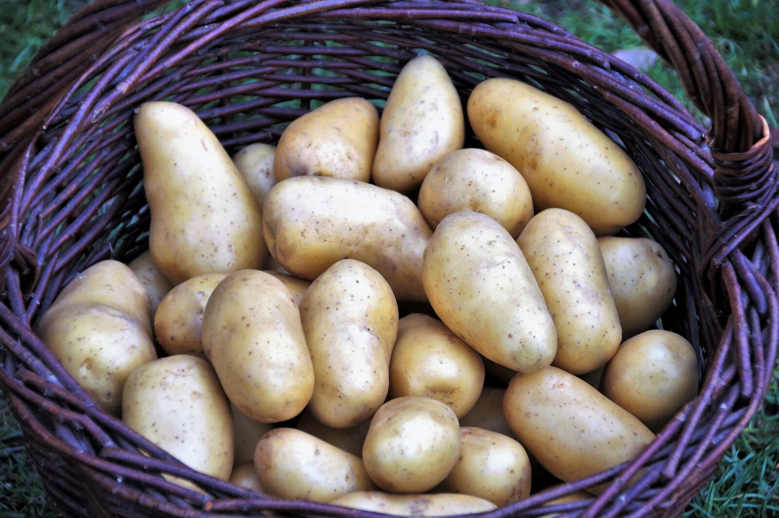 Sony SLT-A58 sample photo. Potato, basket, potatoes photography