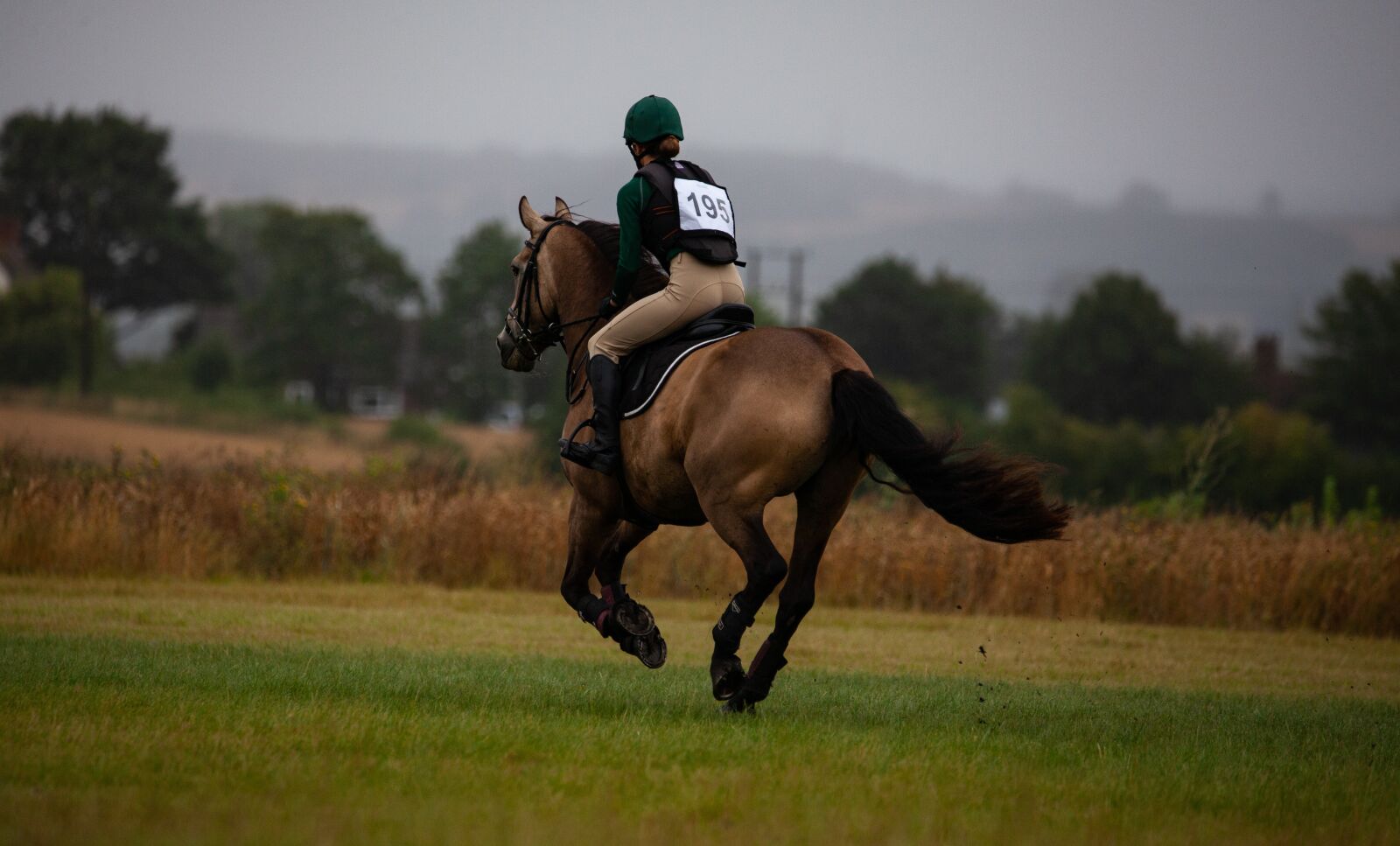 150-600mm F5-6.3 DG OS HSM | Contemporary 015 sample photo. Horse, galloping, gallop photography