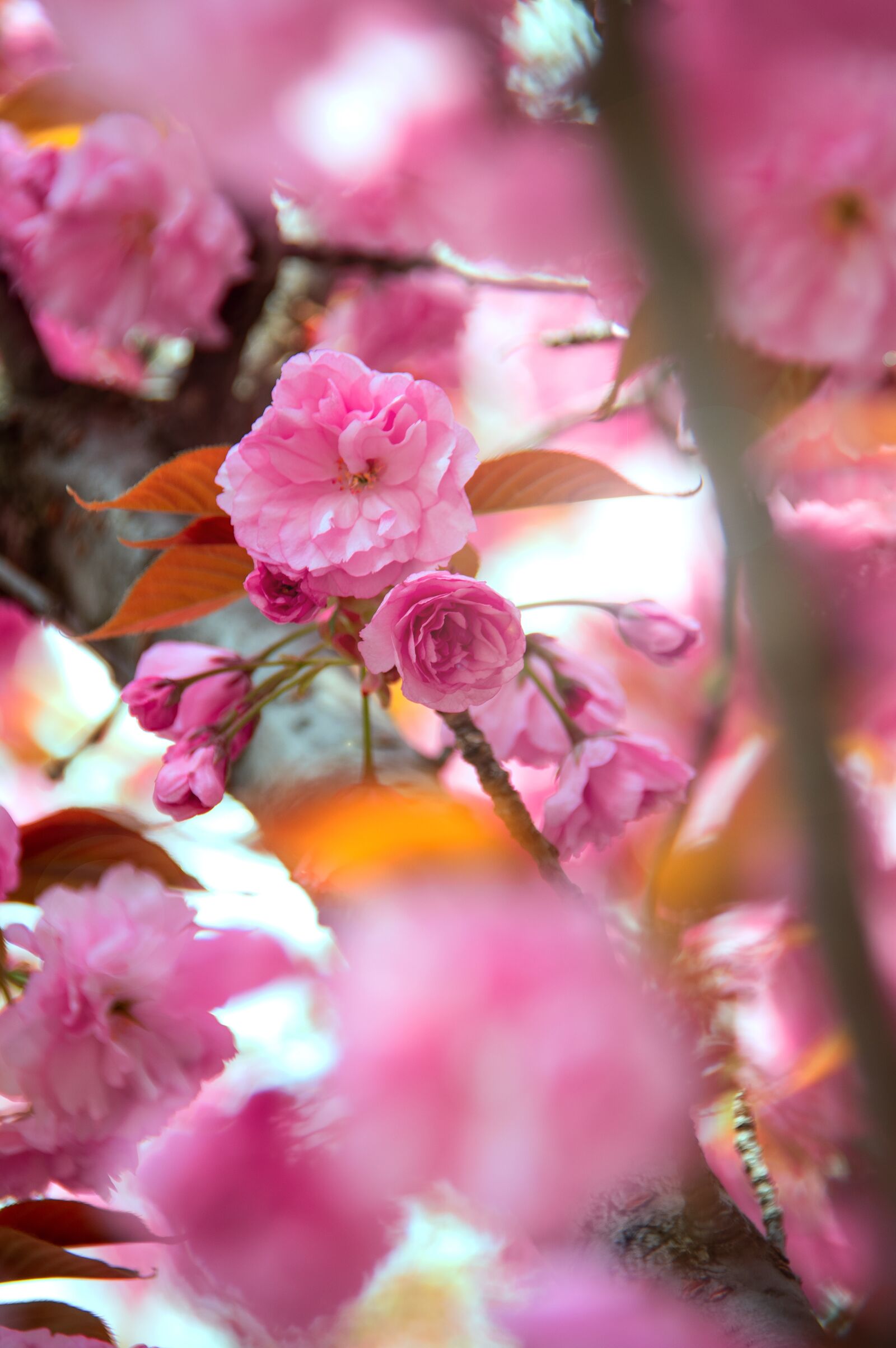 Nikon D3200 sample photo. Pink, japan cherry, flower photography