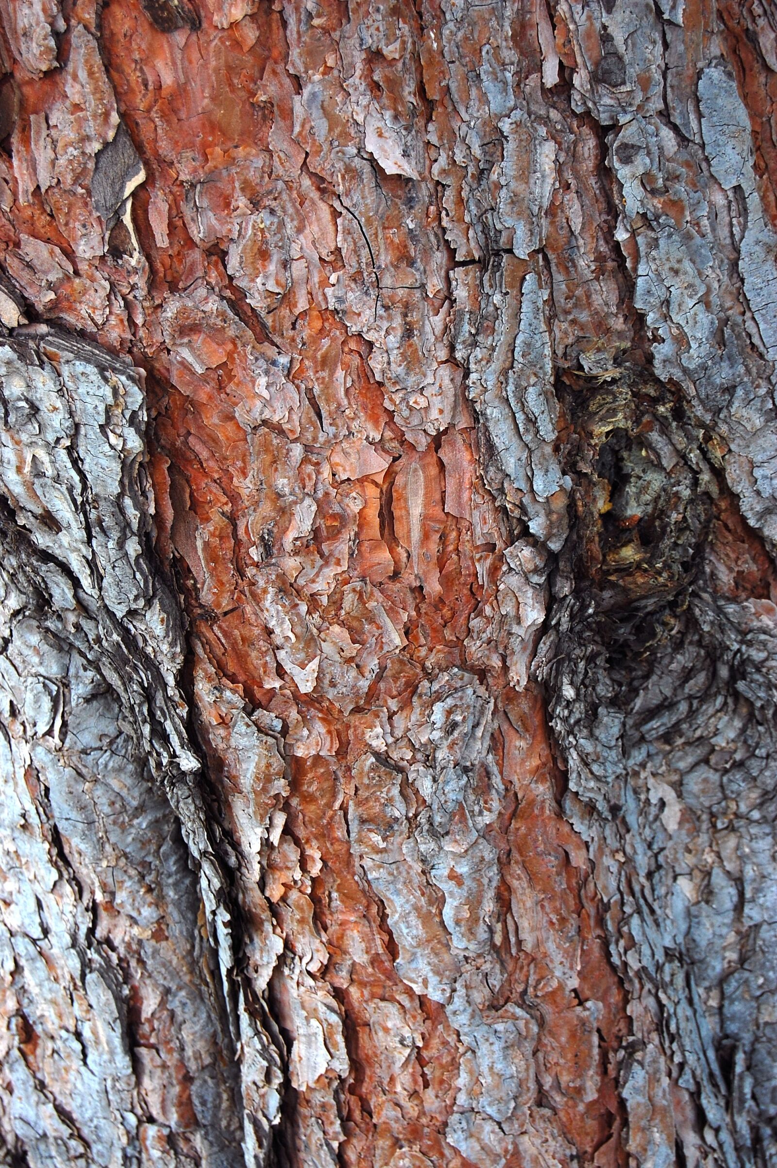 Nikon D40 sample photo. Bark, tree, texture photography