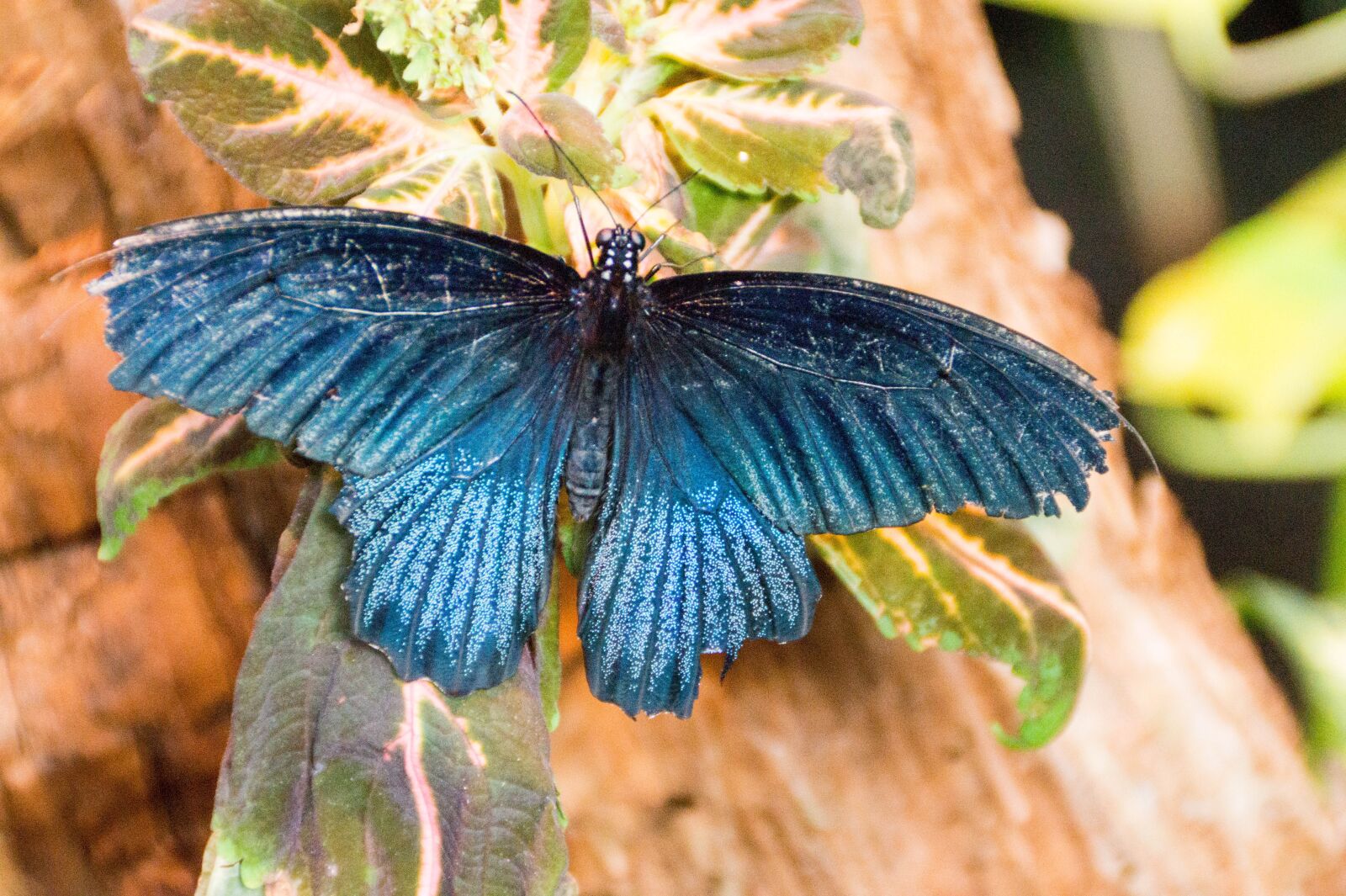 Sony DT 18-200mm F3.5-6.3 sample photo. Butterfly, blue, insect photography