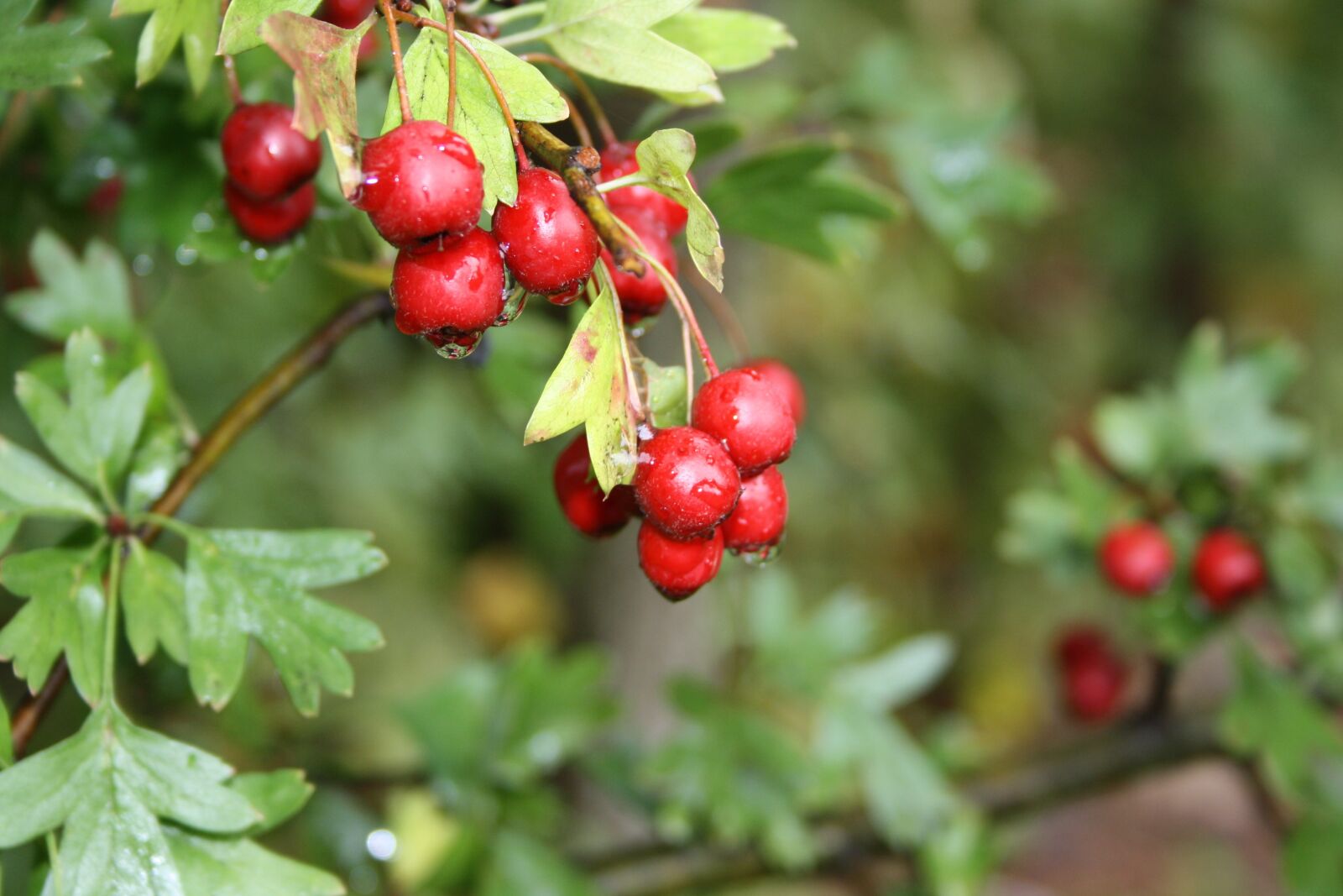 Canon EOS 1000D (EOS Digital Rebel XS / EOS Kiss F) sample photo. Berries, autumn, red photography