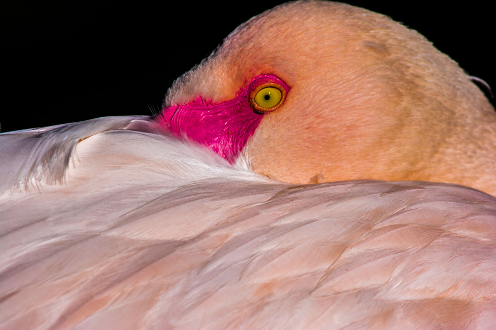 Nikon D5200 sample photo. Bird, birds, colorfulanimals, feather photography