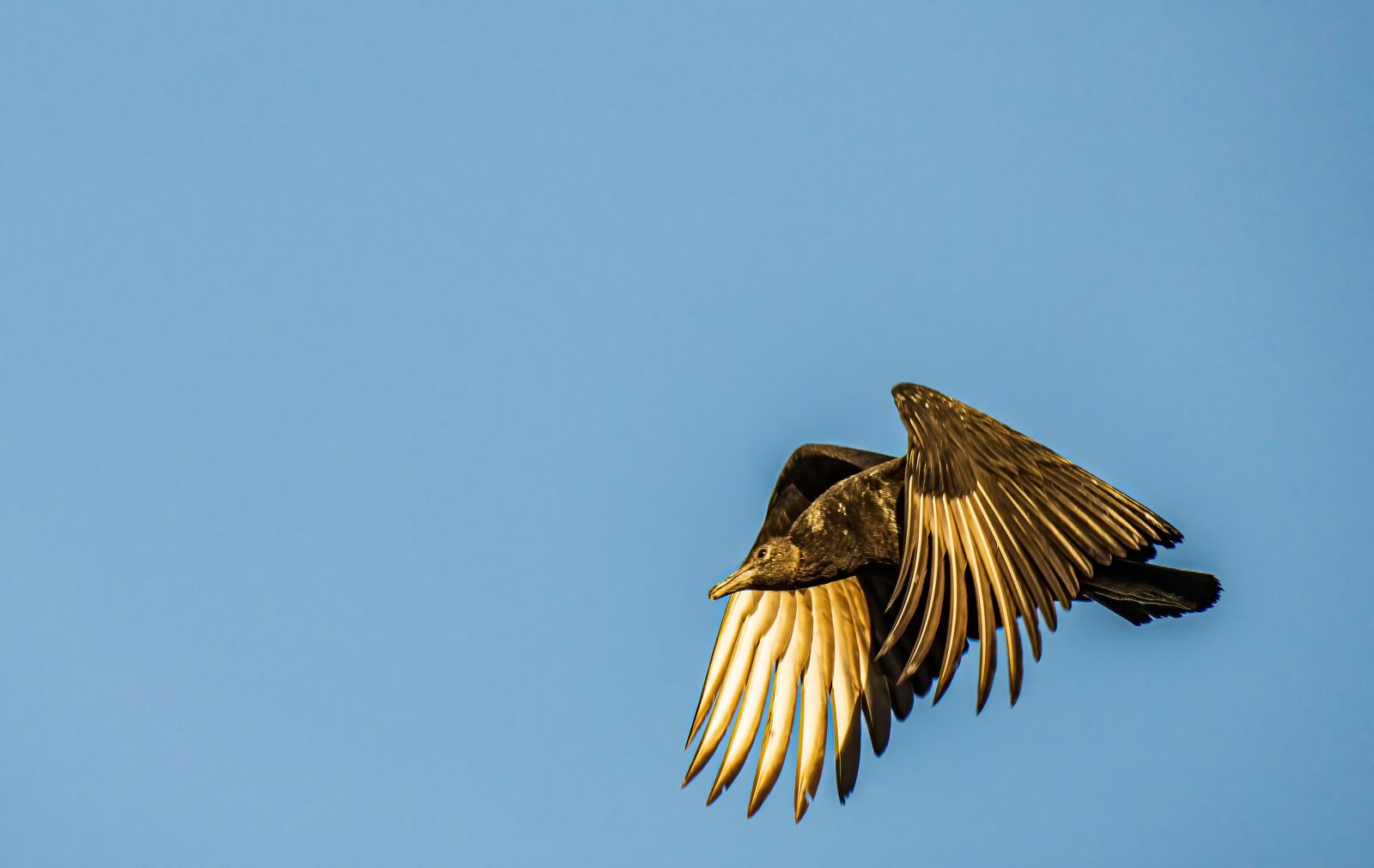 Sony a6400 sample photo. Vulture, bird, flying photography