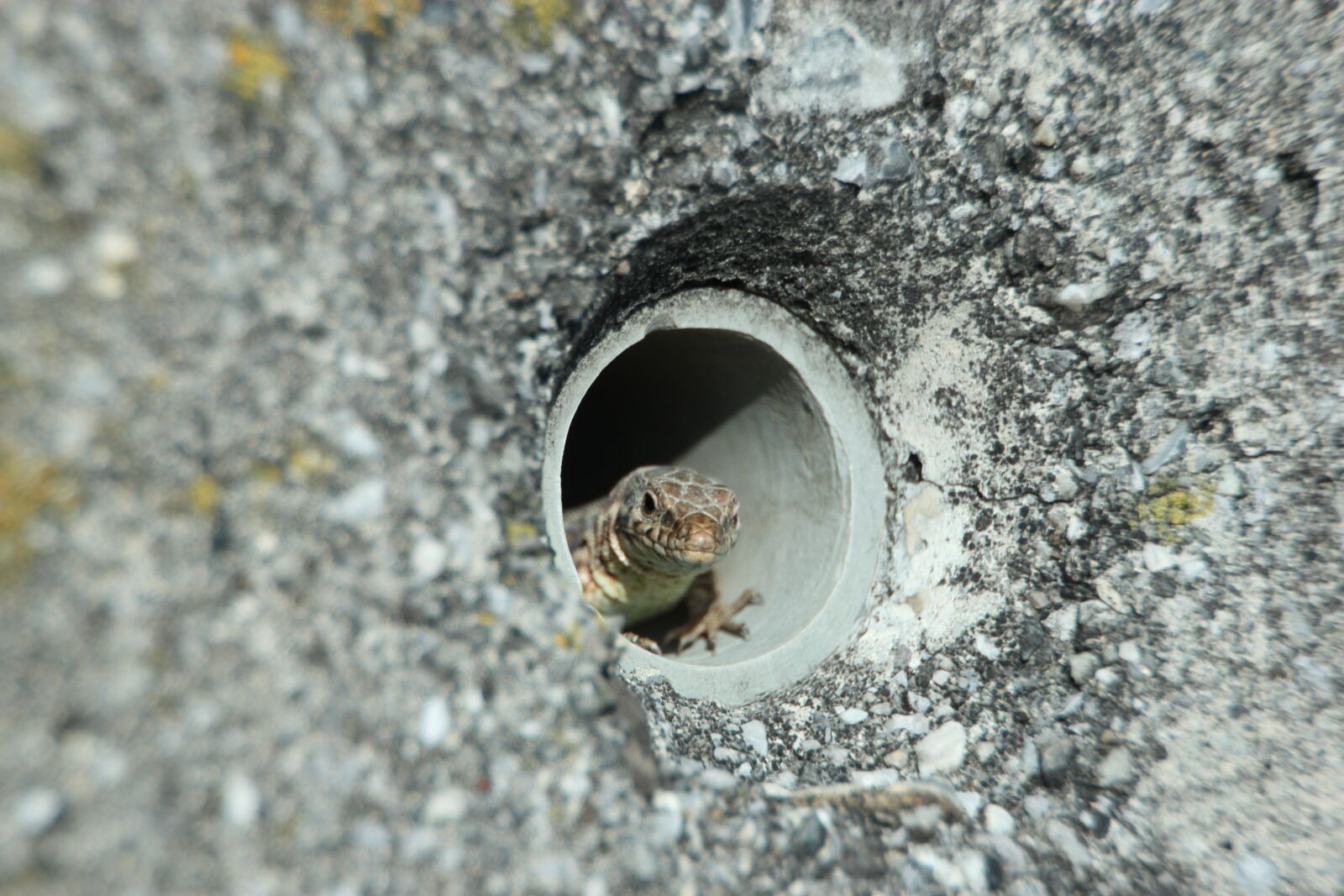 Canon EOS 500D (EOS Rebel T1i / EOS Kiss X3) sample photo. Nature, stone, close up photography