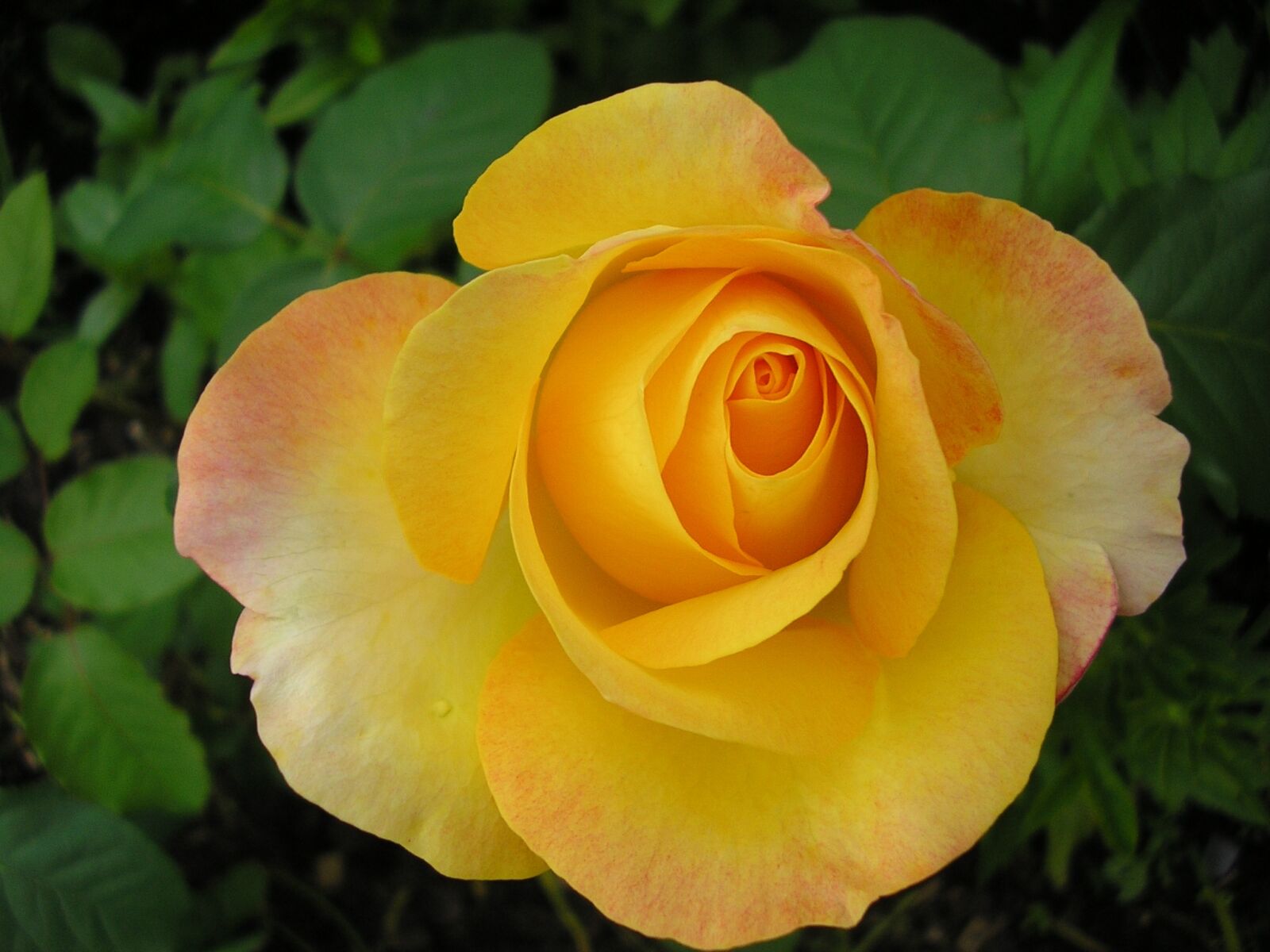 Olympus X100,D540Z,C310Z sample photo. Rose, flower, yellow rose photography