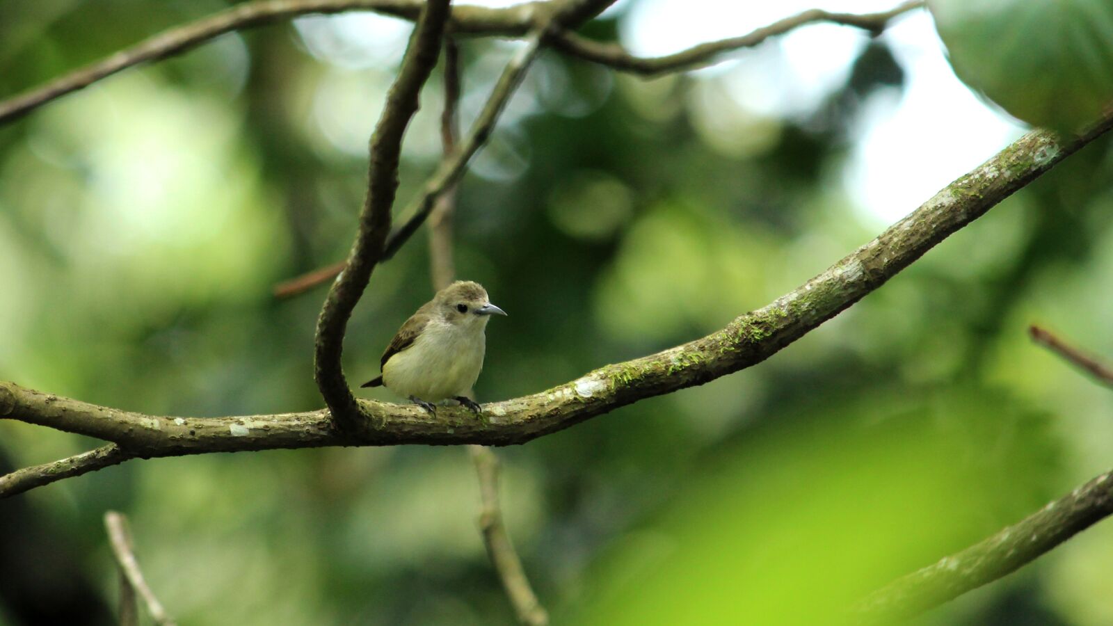 Canon EOS 1300D (EOS Rebel T6 / EOS Kiss X80) sample photo. Nilgiri, flower, pecker photography