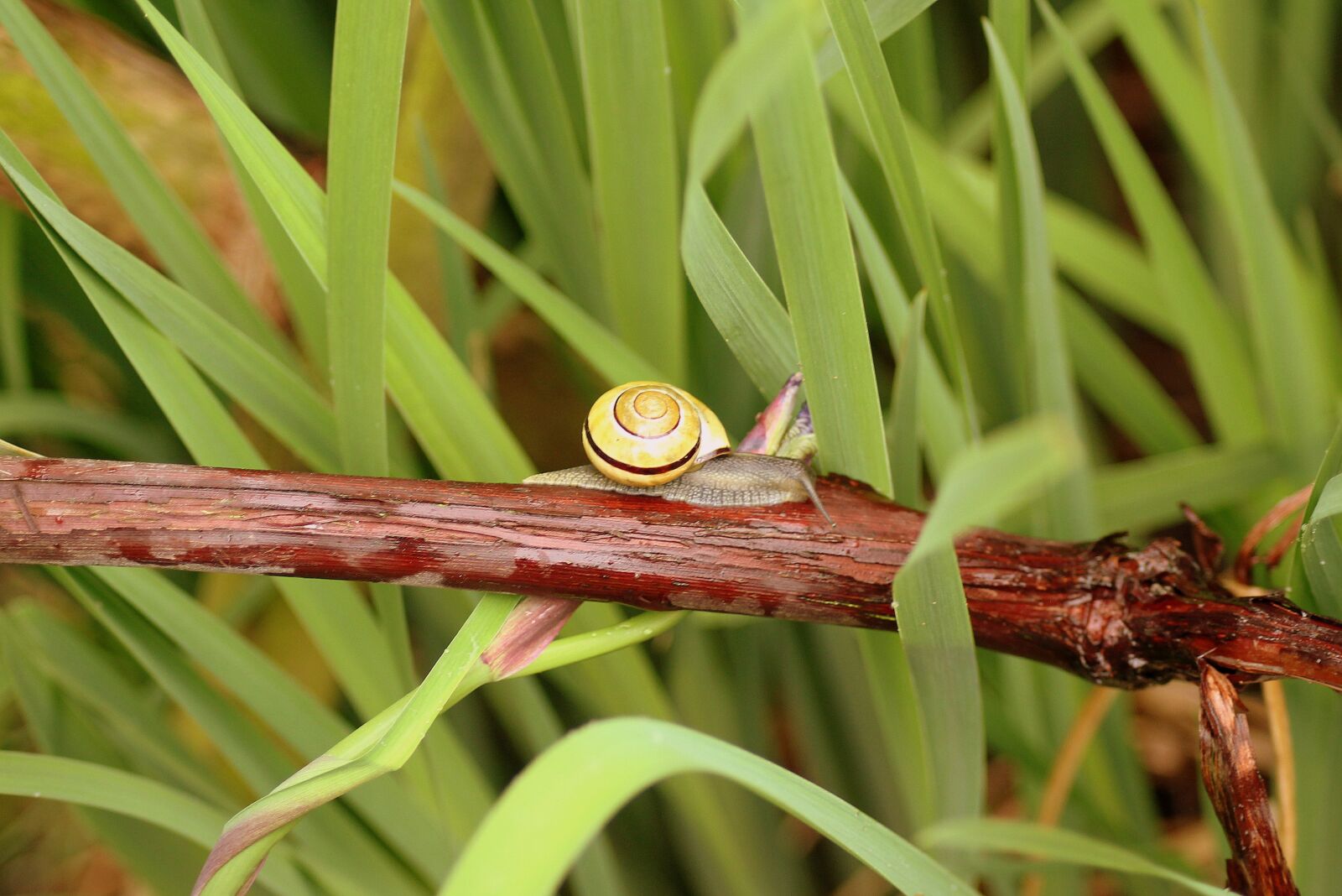 Canon EOS 1200D (EOS Rebel T5 / EOS Kiss X70 / EOS Hi) sample photo. Snail, shell, seashell photography
