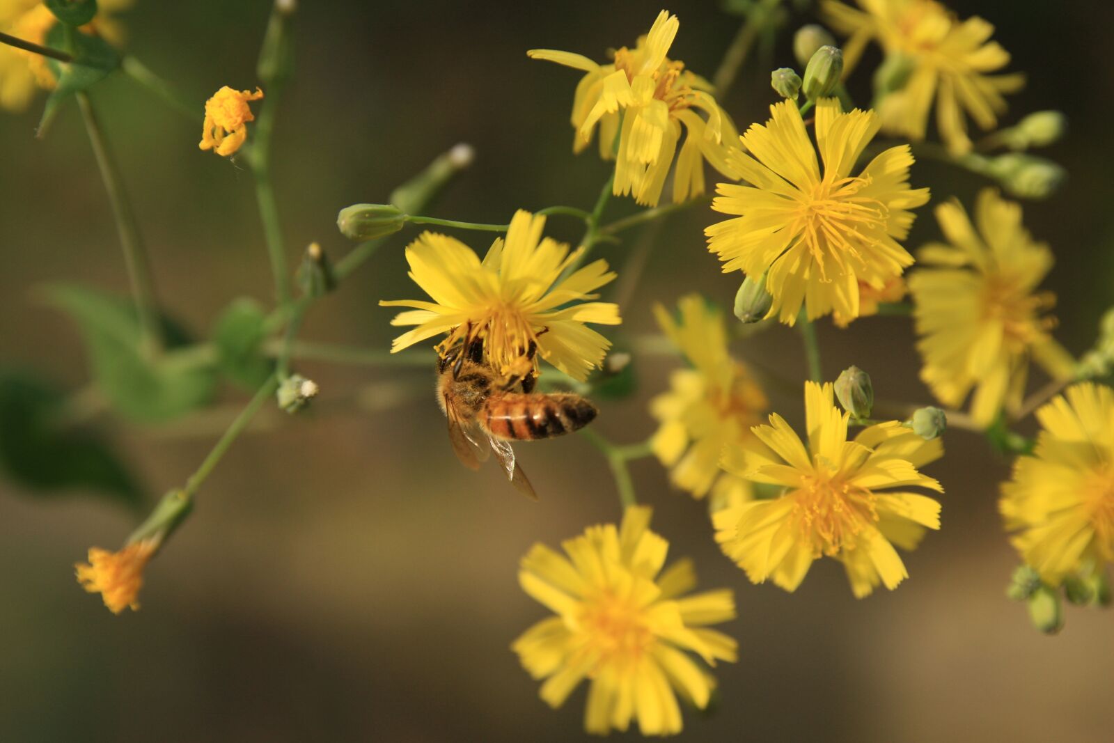 Canon EOS 40D sample photo. Flowers, bee, yellow photography