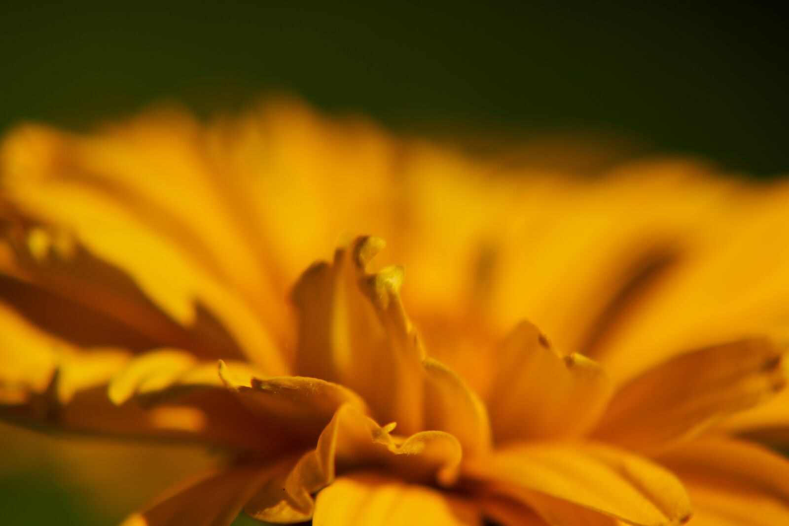 Sony E 55-210mm F4.5-6.3 OSS sample photo. Flower, flourished, orange photography