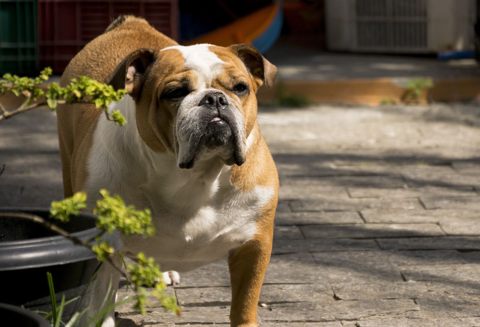 Nikon D7100 sample photo. Dog, cute, pet photography
