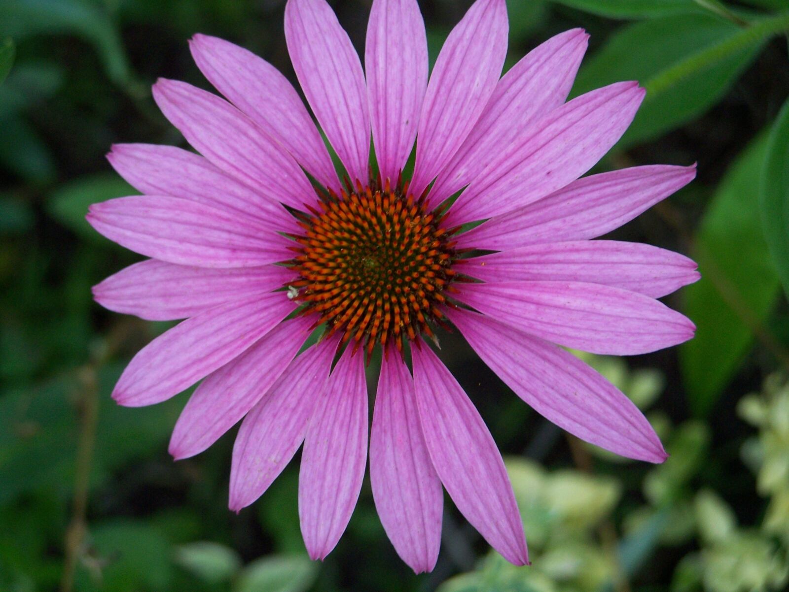 Kodak Z650 ZOOM DIGITAL CAMERA sample photo. Flower, purple, lavender photography