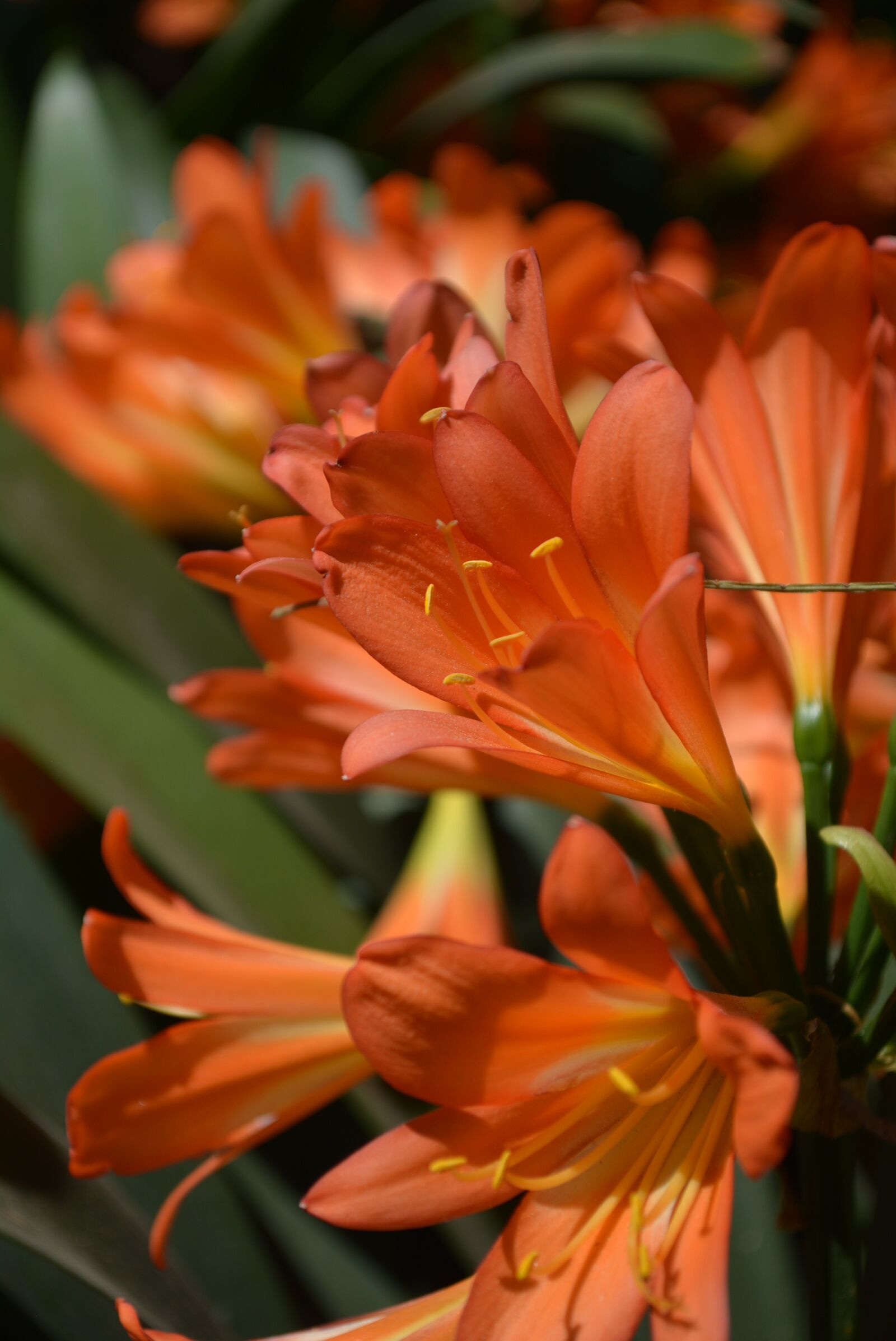 Nikon D5200 sample photo. Flower, orange flower photography