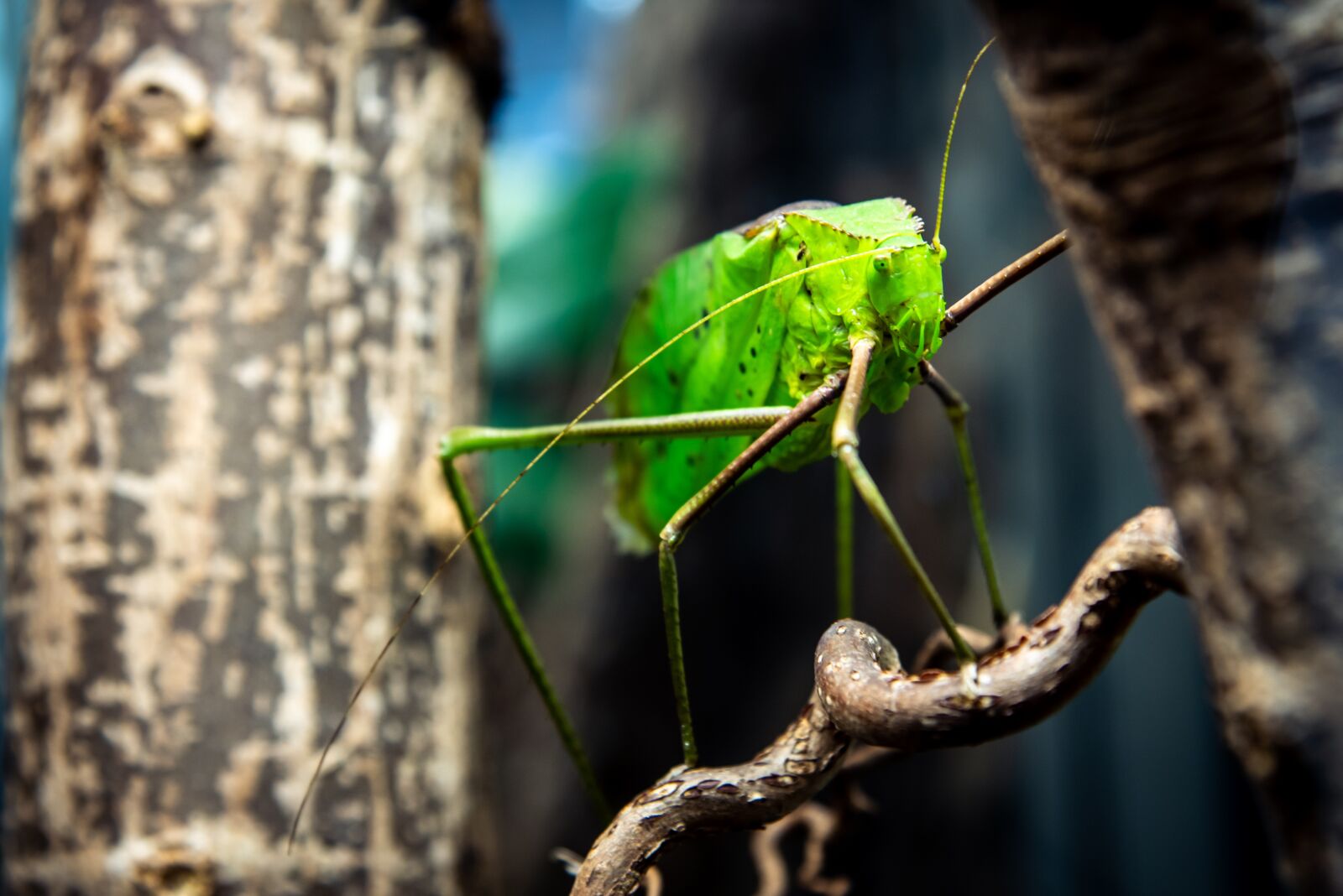 Nikon D750 sample photo. Bug, insect, green photography