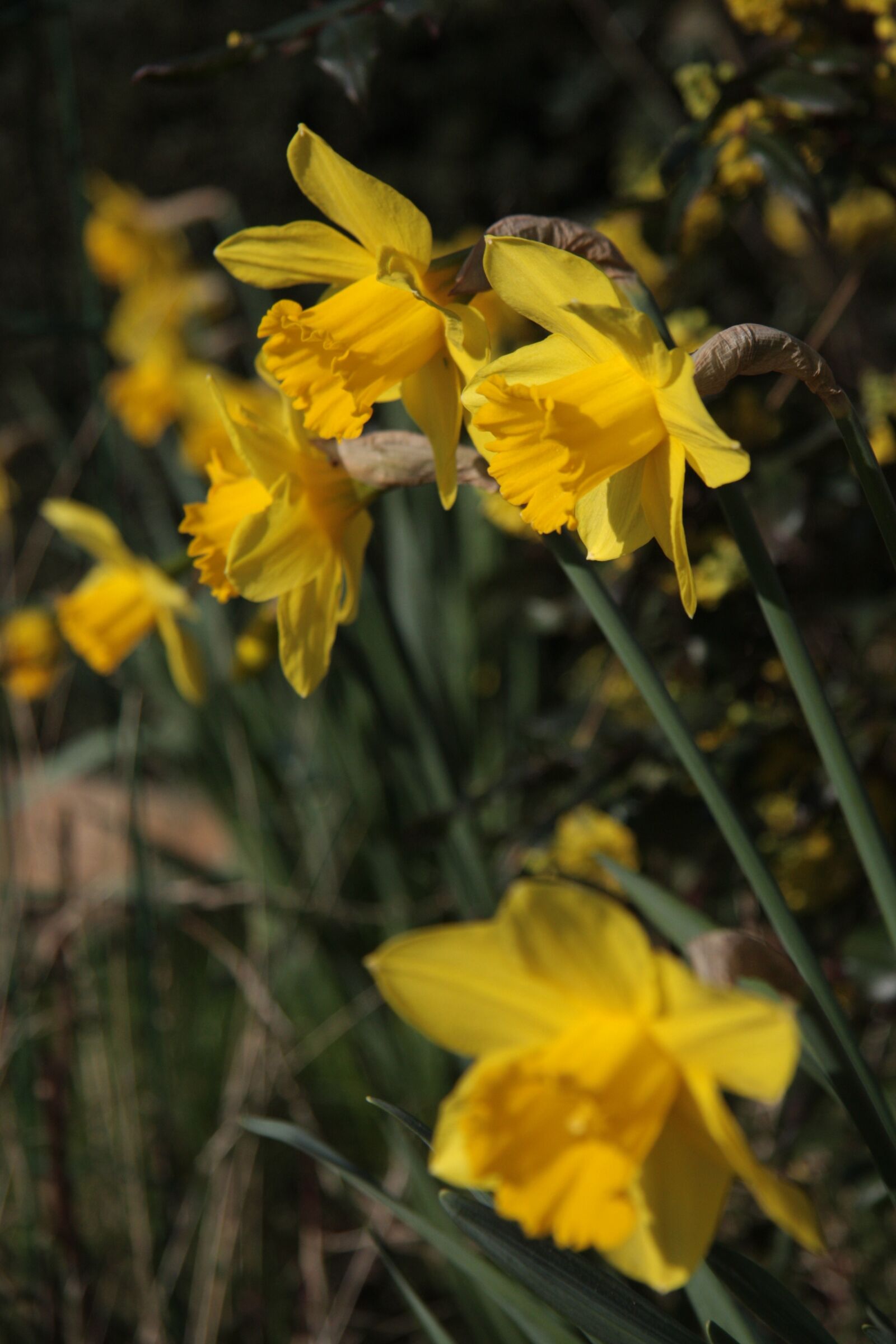Canon EOS 40D sample photo. Garden, petals, nature photography