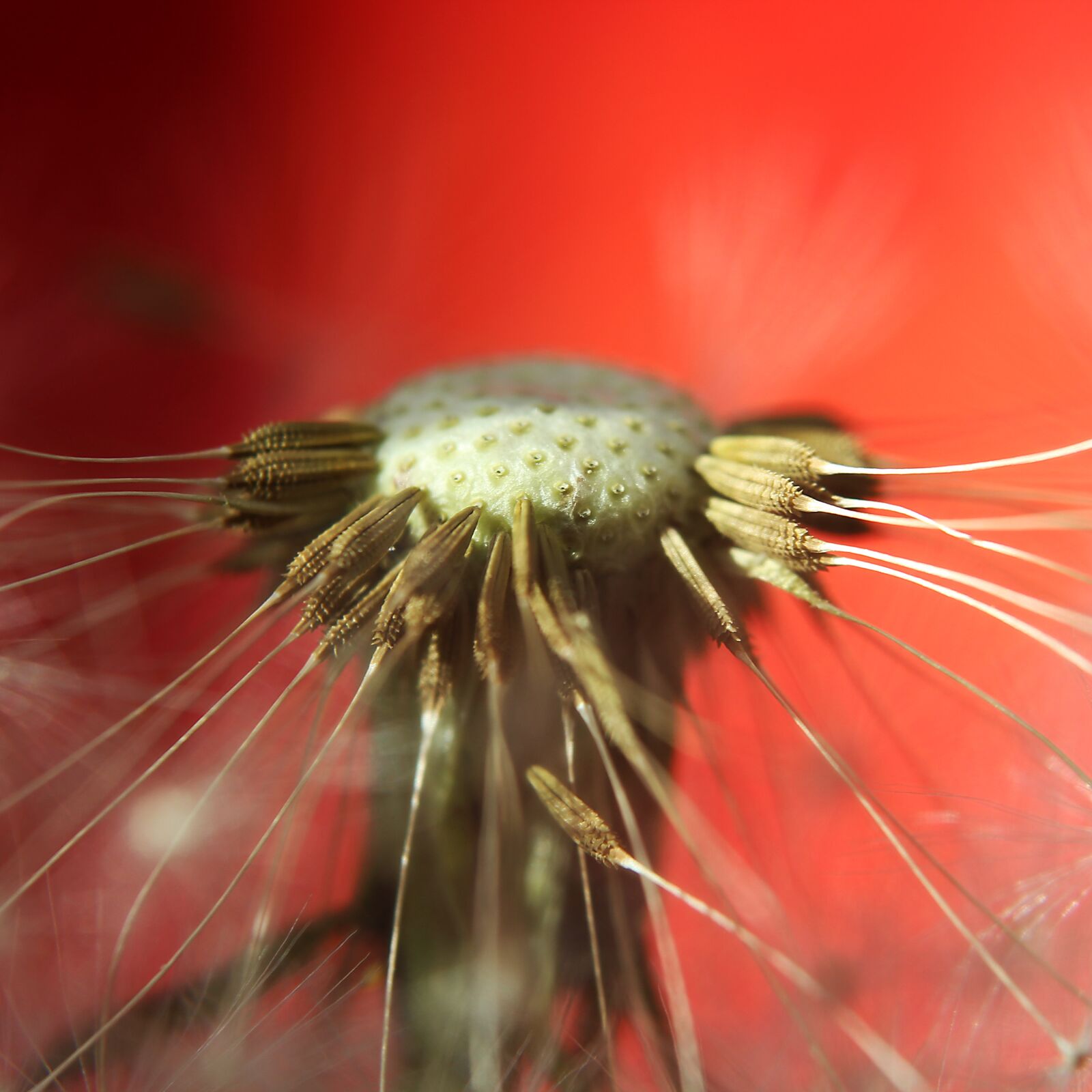 Canon EOS 1300D (EOS Rebel T6 / EOS Kiss X80) sample photo. Dandelion, nature, seeds photography