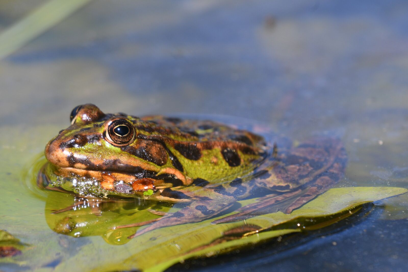 Nikon D500 sample photo. Nature, amphibian, animal photography