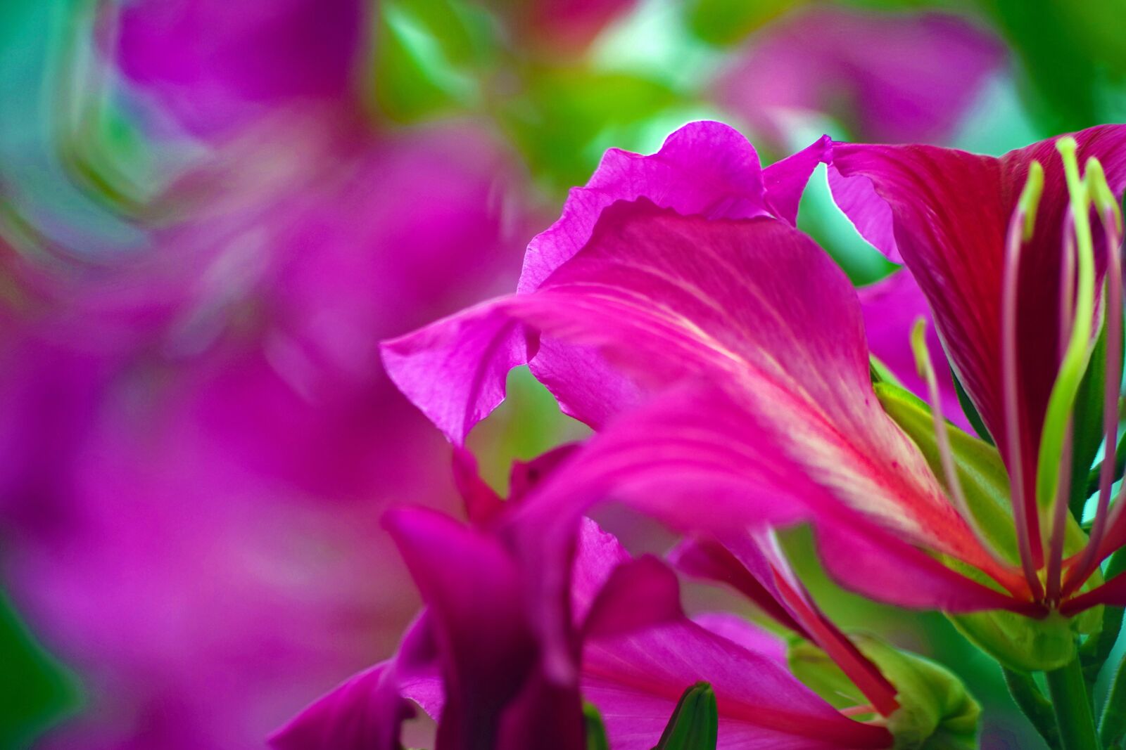 Pentax K-S2 sample photo. Azalea, close, park photography