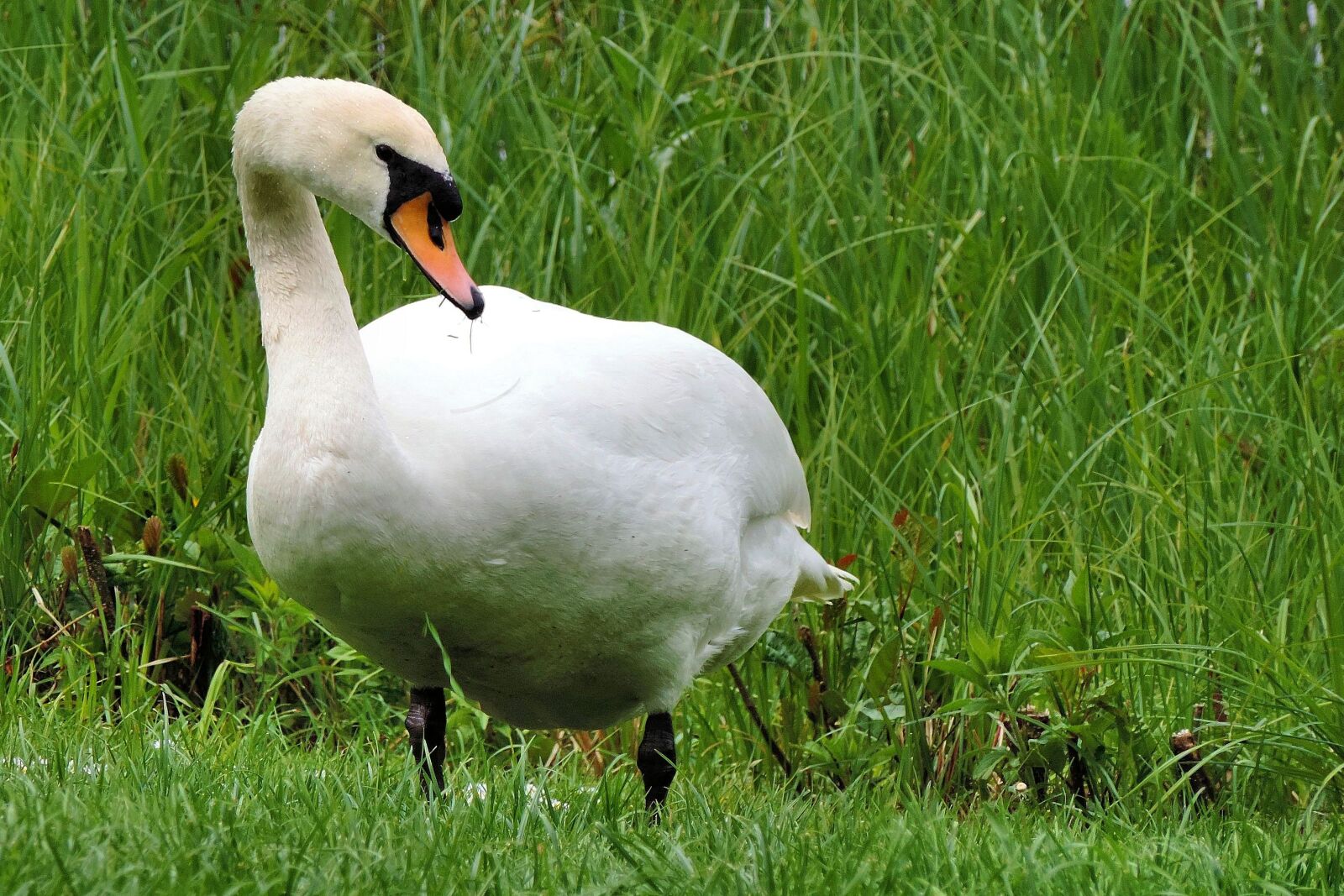 Nikon Coolpix P520 sample photo. Mute swan, swan, meadow photography