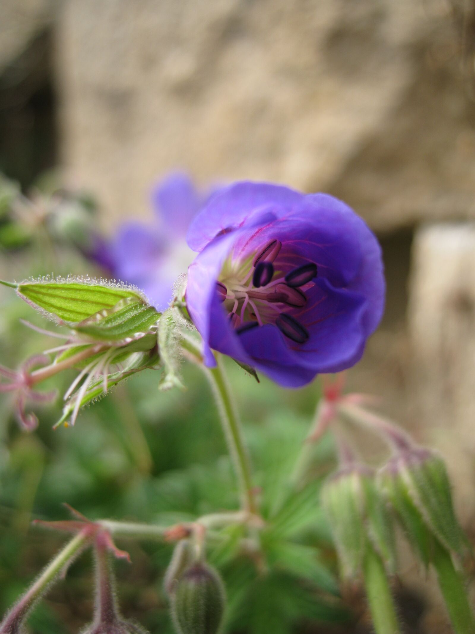 Canon DIGITAL IXUS 960 IS sample photo. Violet, flower, nature photography