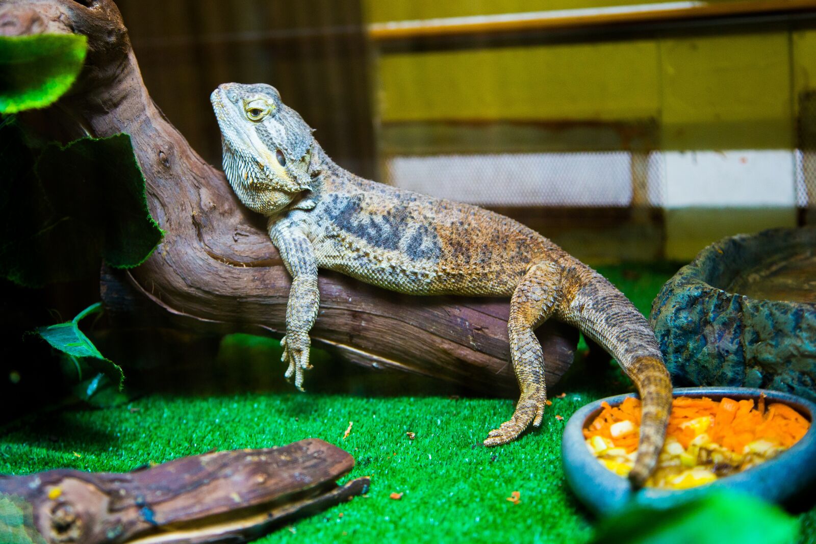 Canon EOS 5D Mark III sample photo. Iguana, lizard, reptile photography