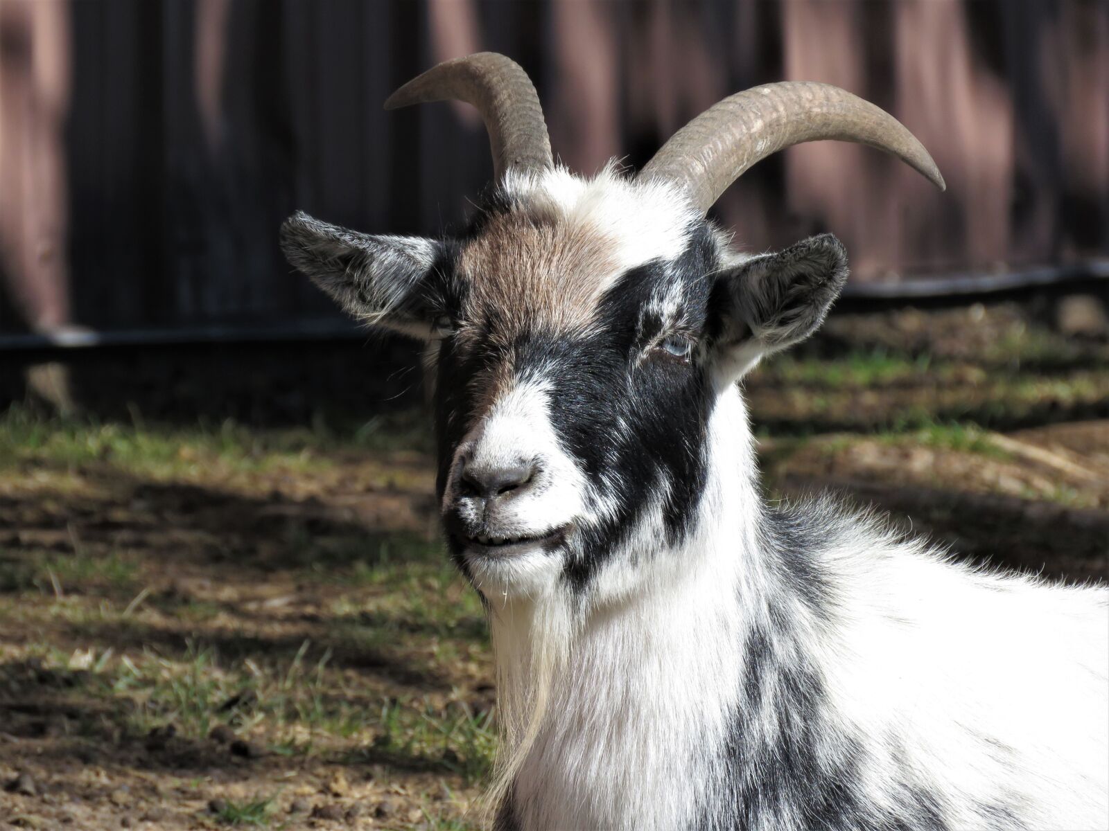 Canon PowerShot SX60 HS sample photo. Goat, farm animal, animal photography