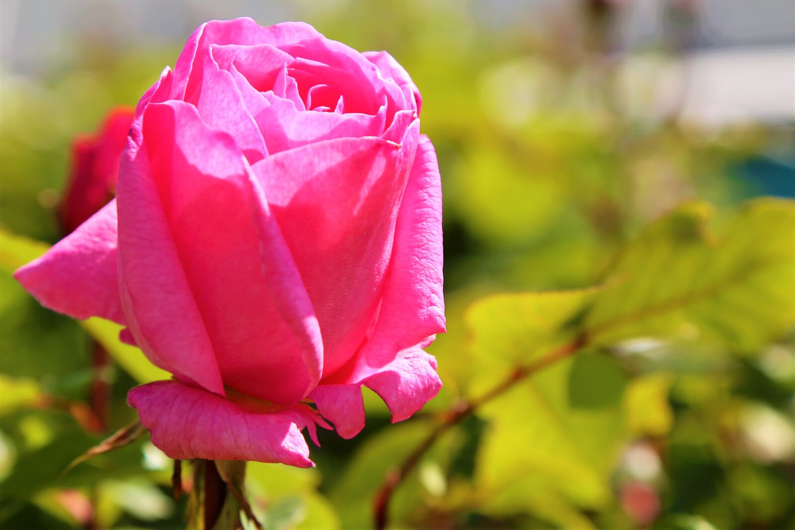 Canon EOS 5D Mark III sample photo. Rose, spring, nature photography
