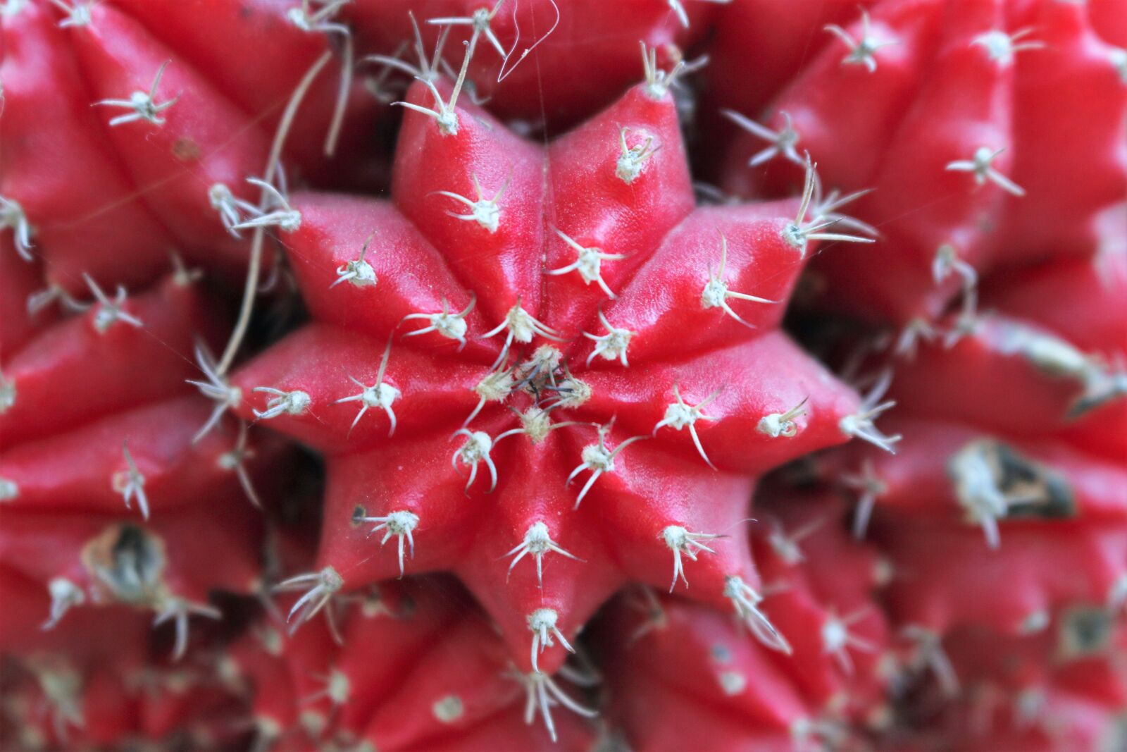 Canon EOS 70D sample photo. Red, cactus, geometry photography
