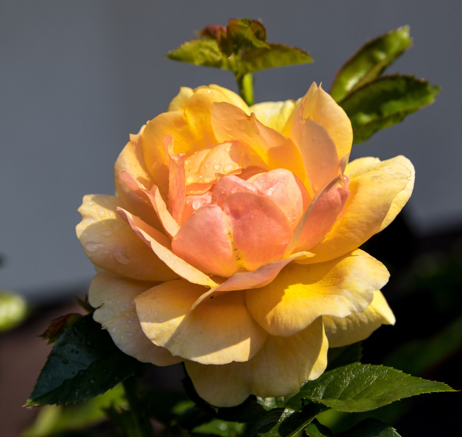 Canon EOS 80D sample photo. Rose, plant, flower photography