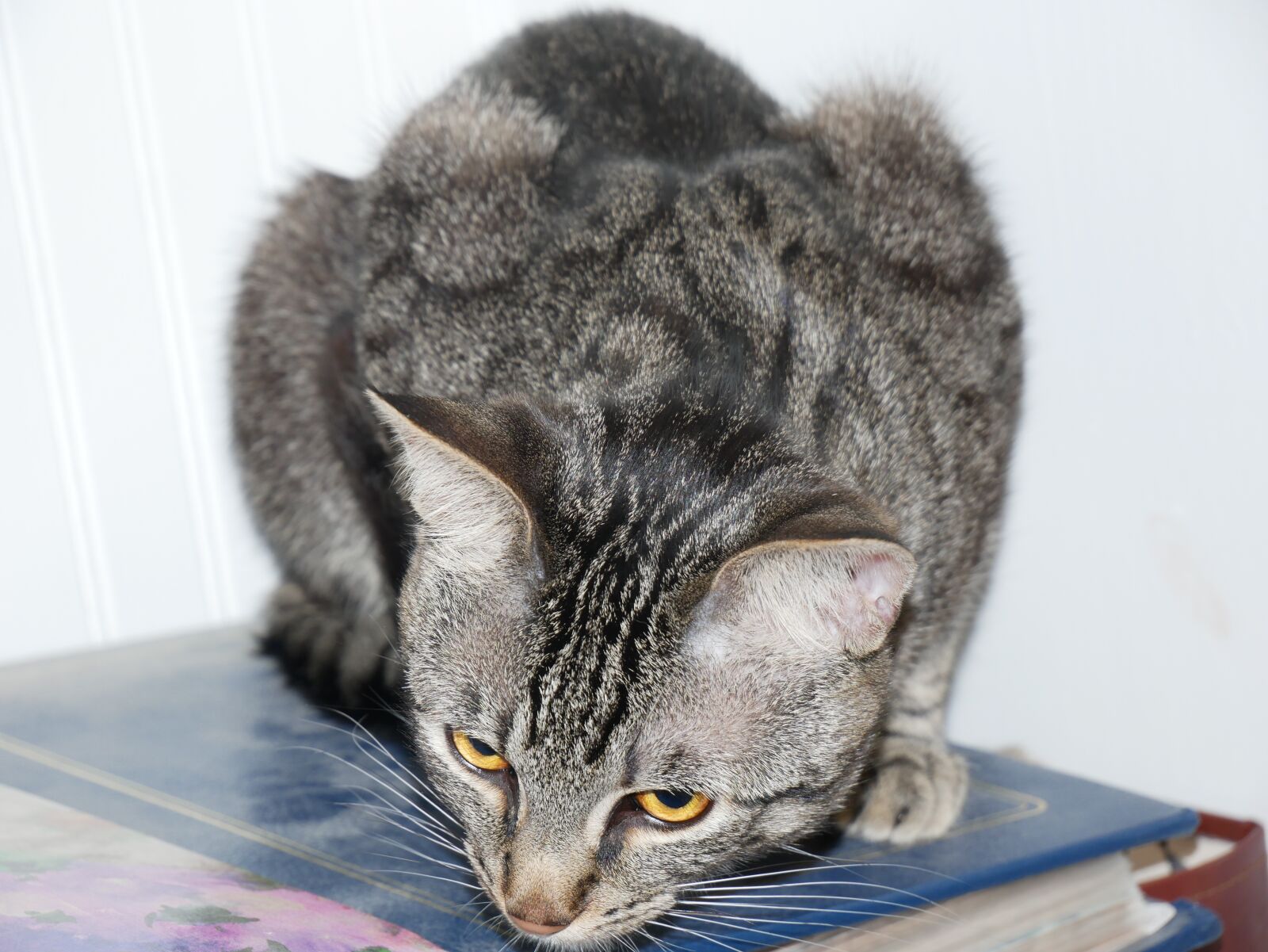 Panasonic Lumix DMC-G85 (Lumix DMC-G80) sample photo. Cat, pretty, animal photography