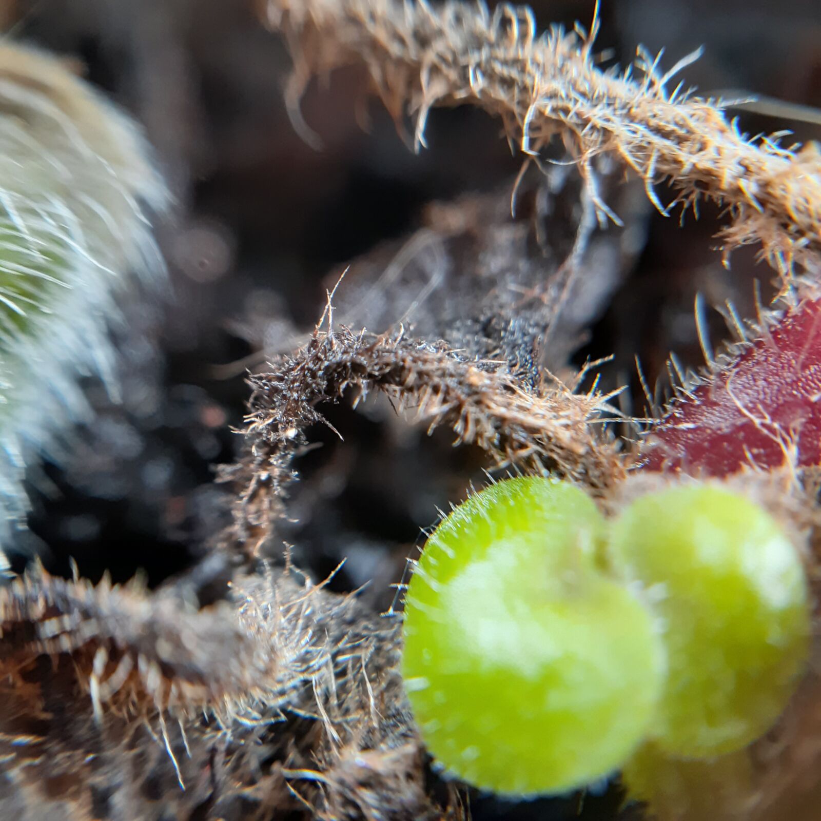Samsung Galaxy A20 sample photo. Macro, nature, plant photography