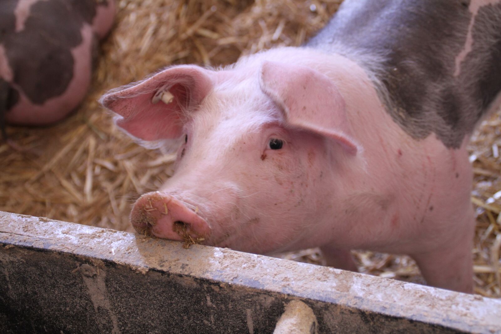 Canon EOS 7D sample photo. Pig, stall, livestock photography