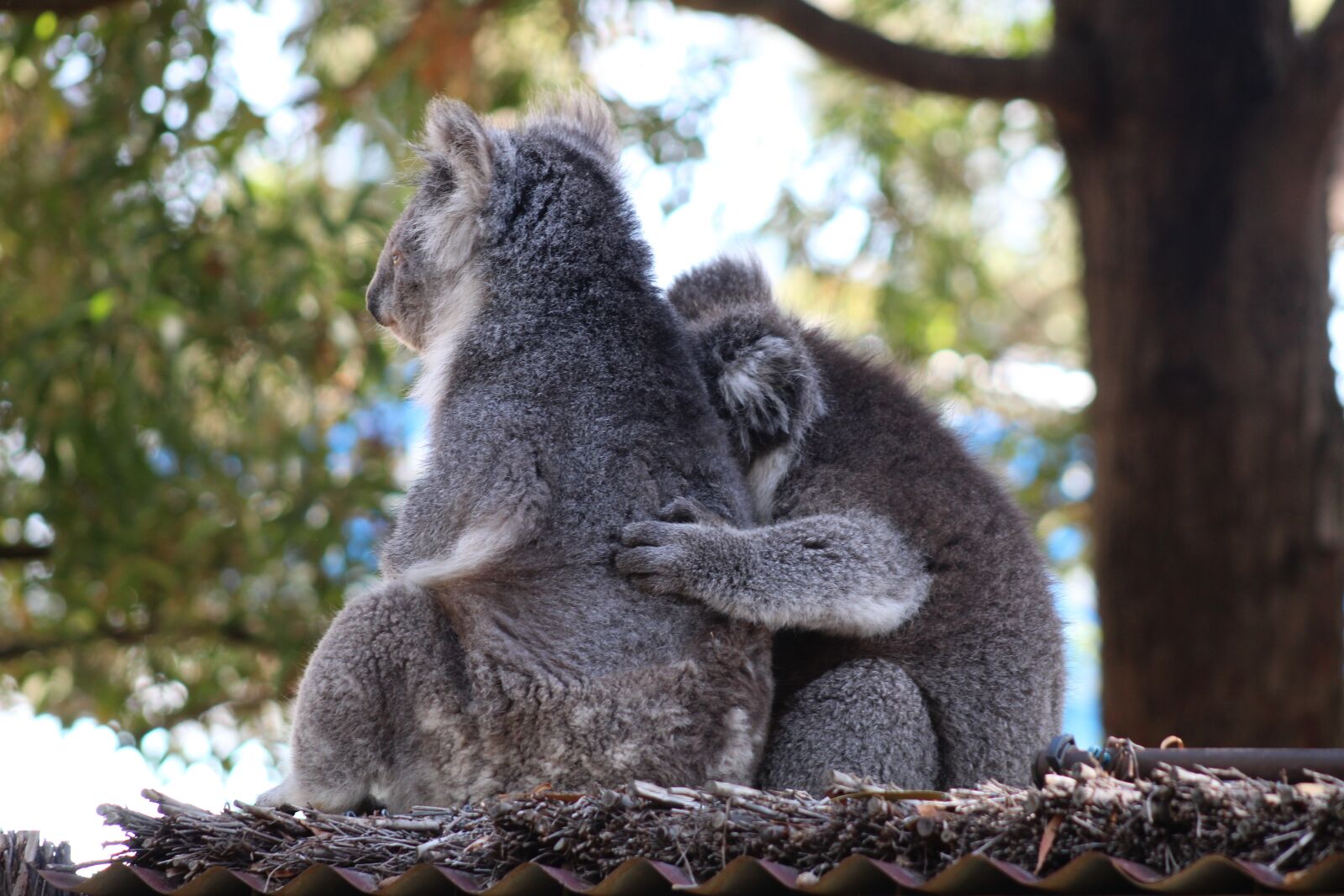 Canon EF75-300mm f/4-5.6 sample photo. Mammal, wildlife, tree photography