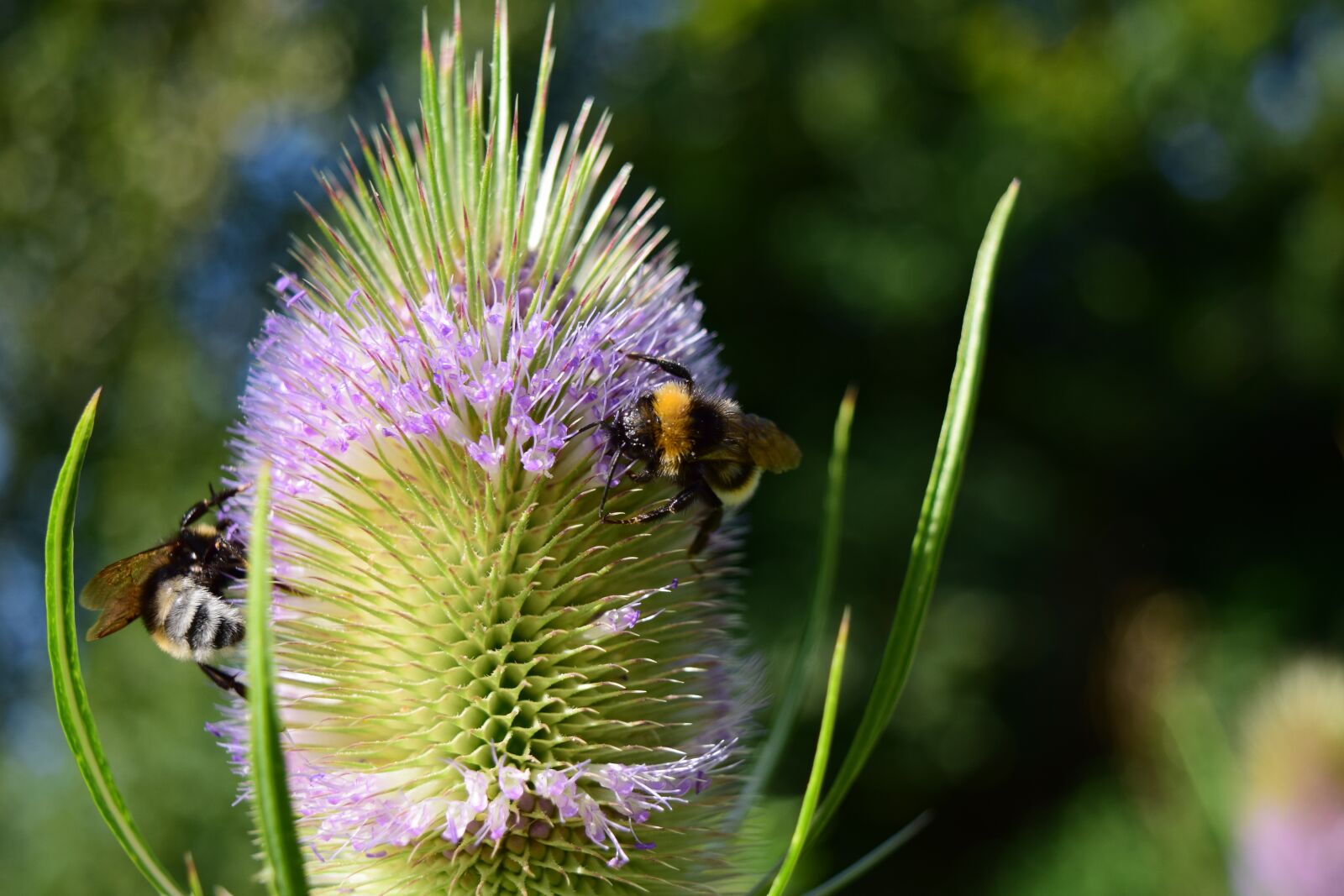 Nikon D3300 sample photo. Wild teasel, dipsacus fullonum photography