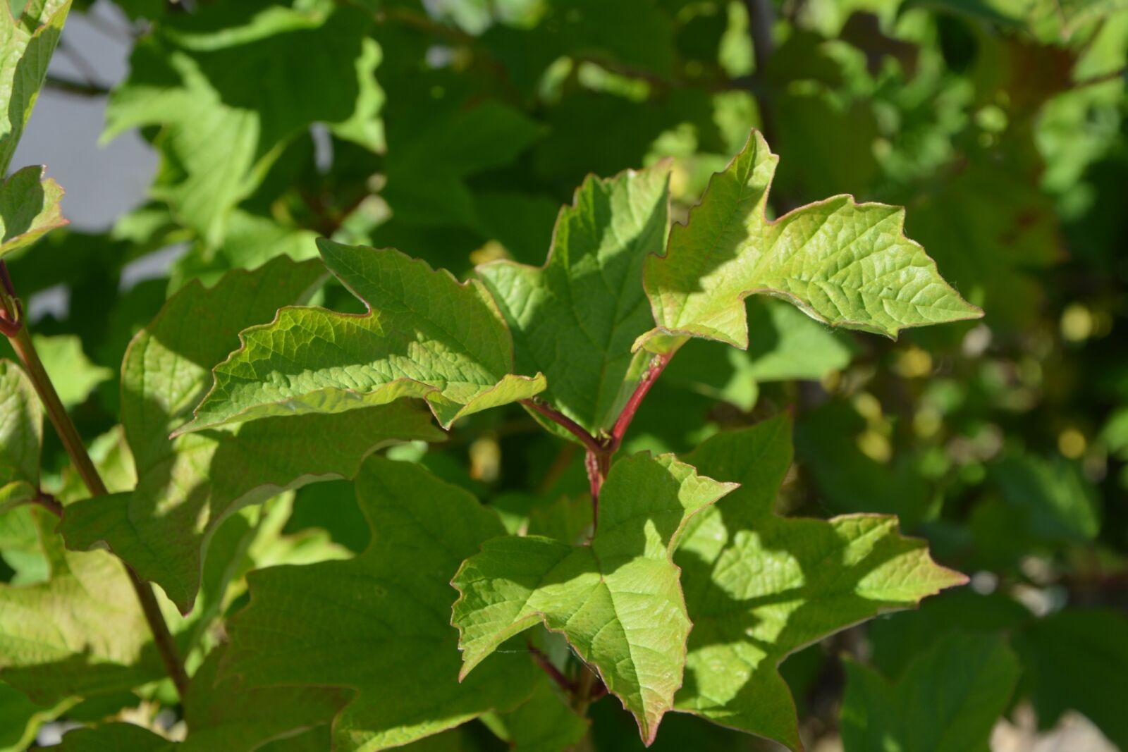 Nikon D5200 sample photo. Leaves, foliage, nature photography