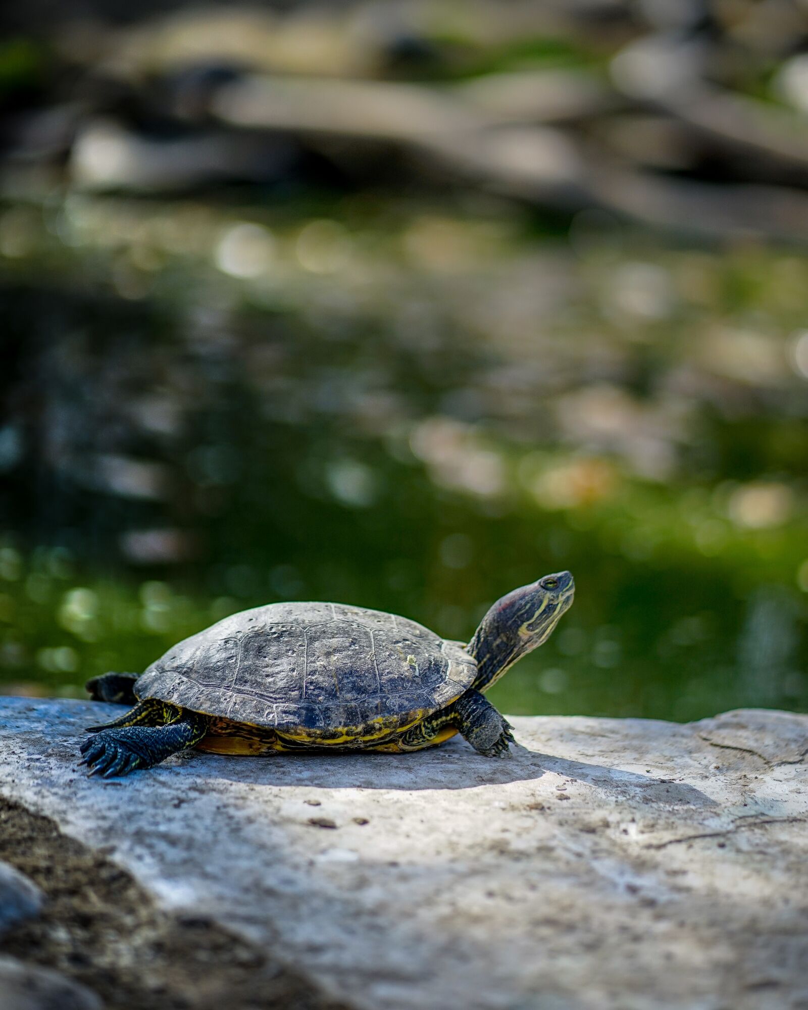 Sony a7 II + Sony FE 85mm F1.8 sample photo. Turtle, reptile, water photography