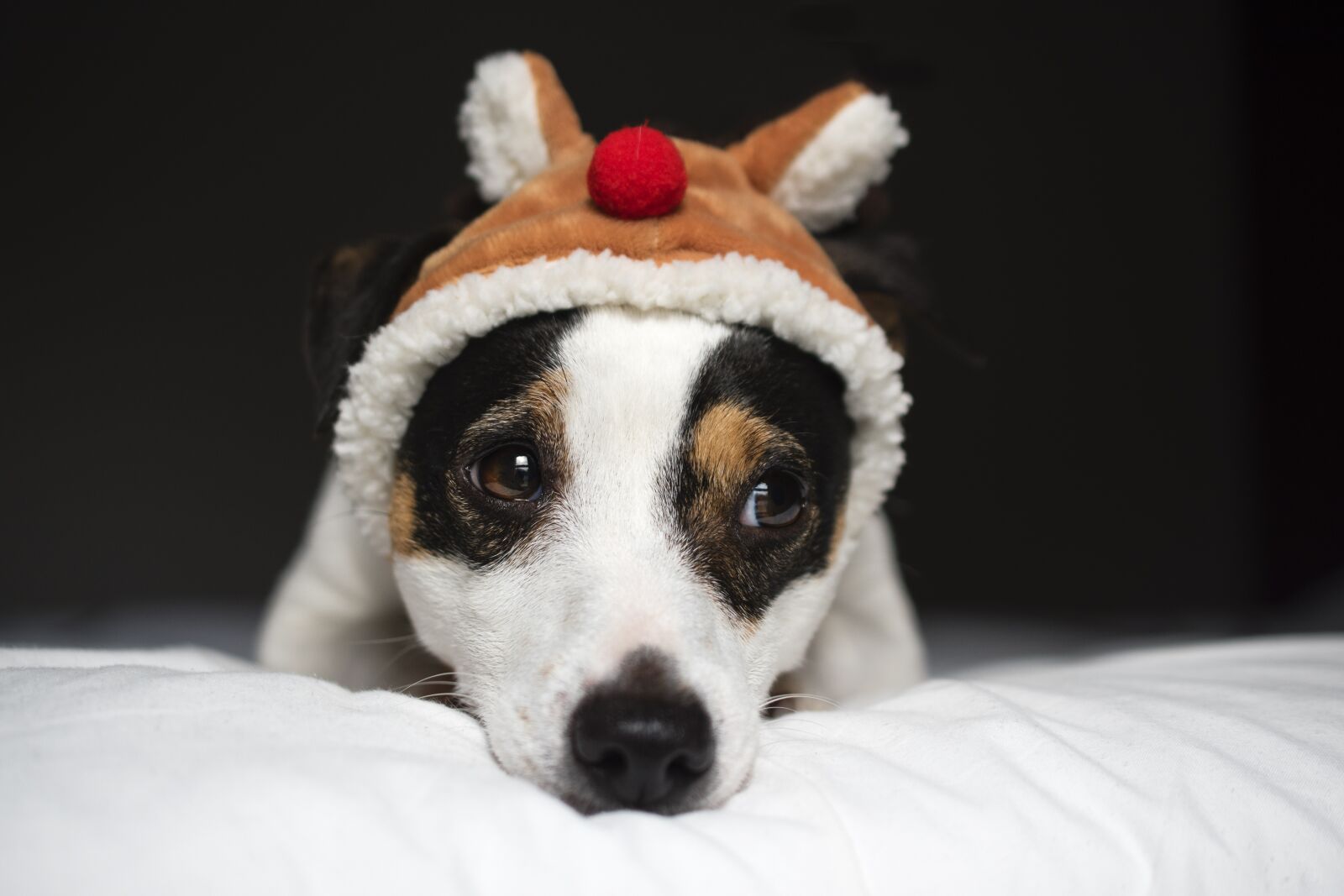 Nikon D5600 sample photo. Jack russel, dog, christmas photography