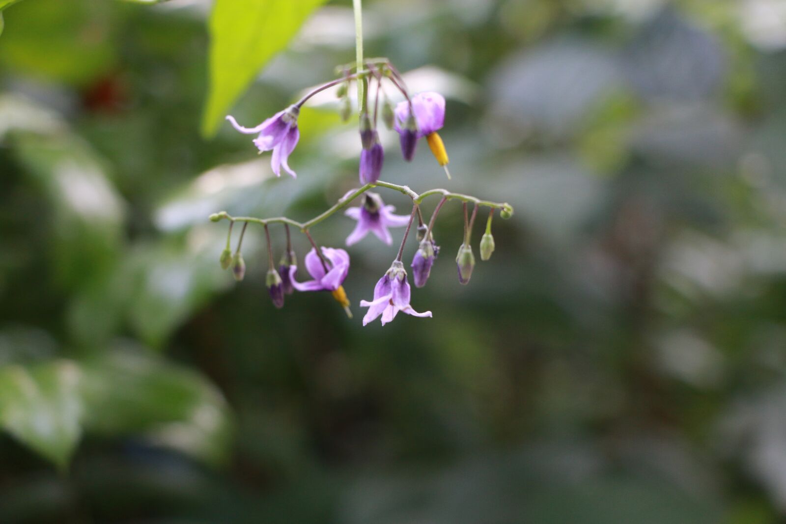 Canon EOS 70D sample photo. Plant, purple, peaceful photography