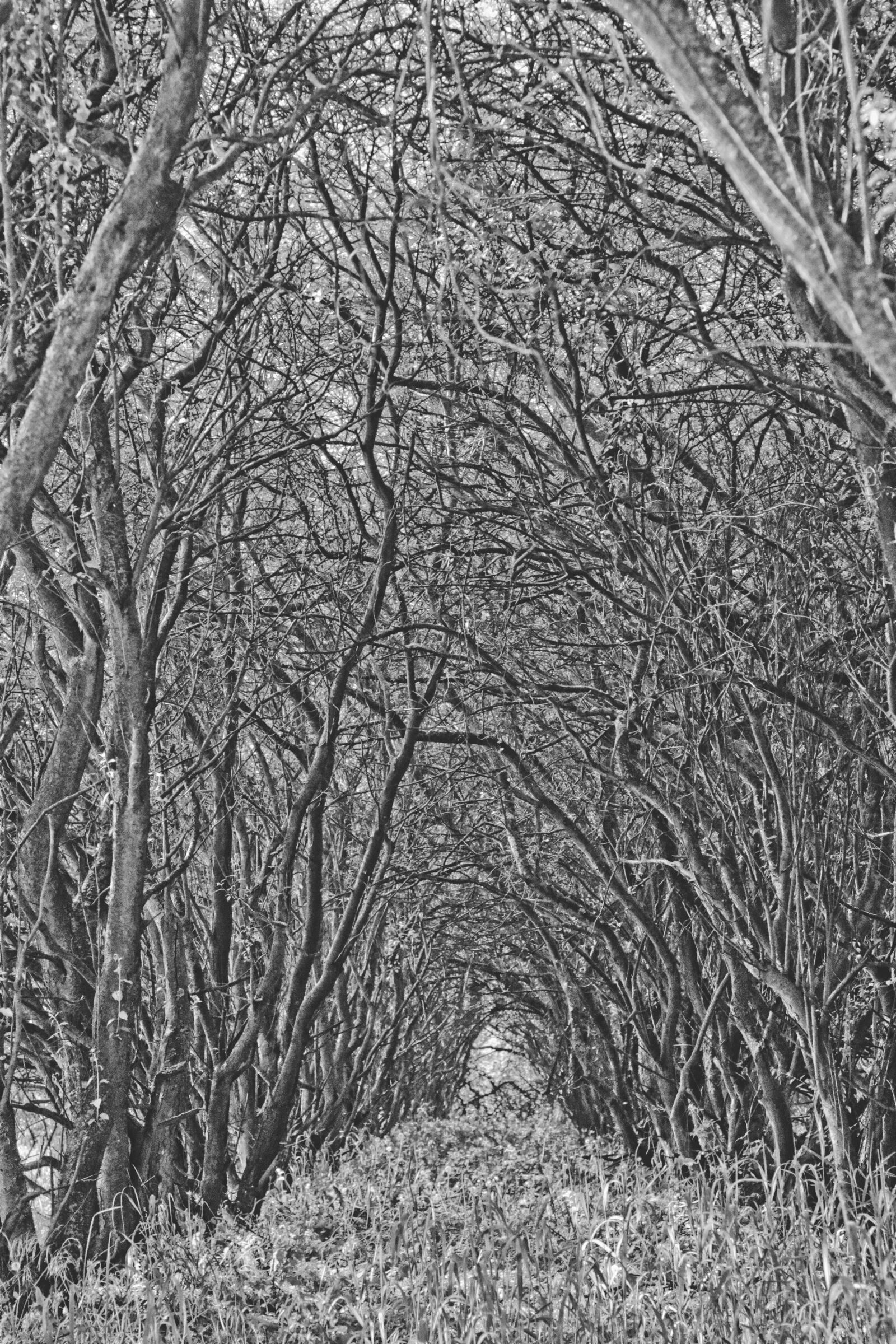 Canon EF 50mm F1.8 II sample photo. Branches, trees photography